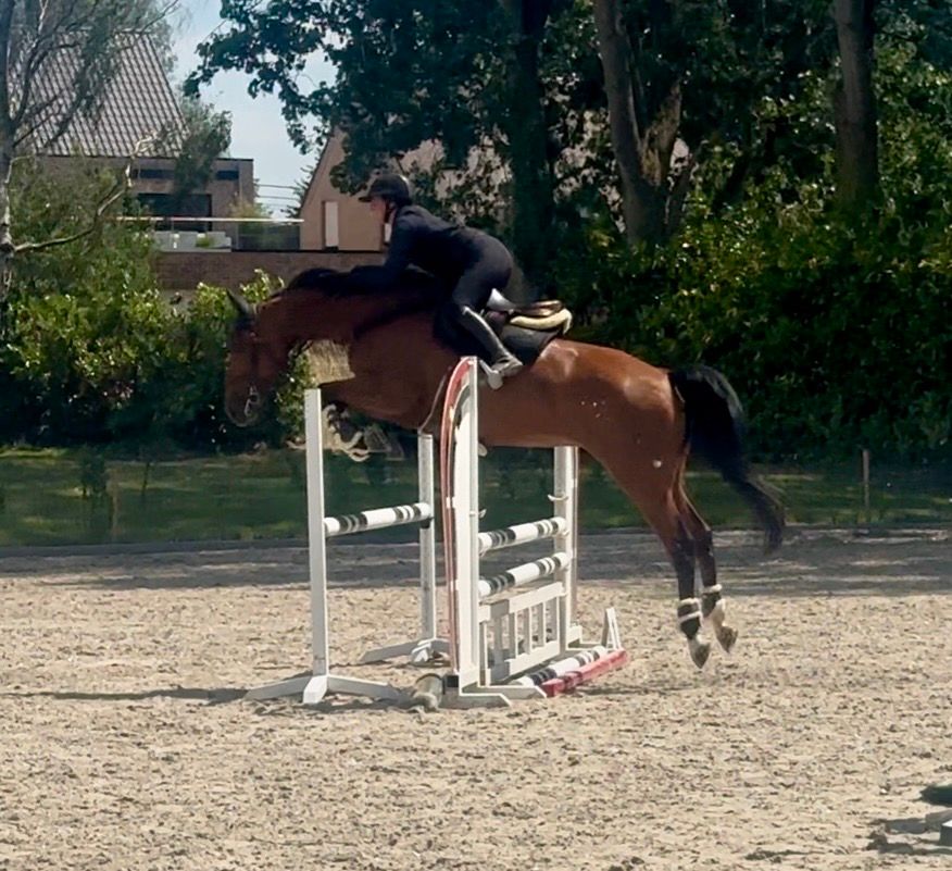 zangersheide springpaard merrie 5 years old bruin for sale - Photo 6