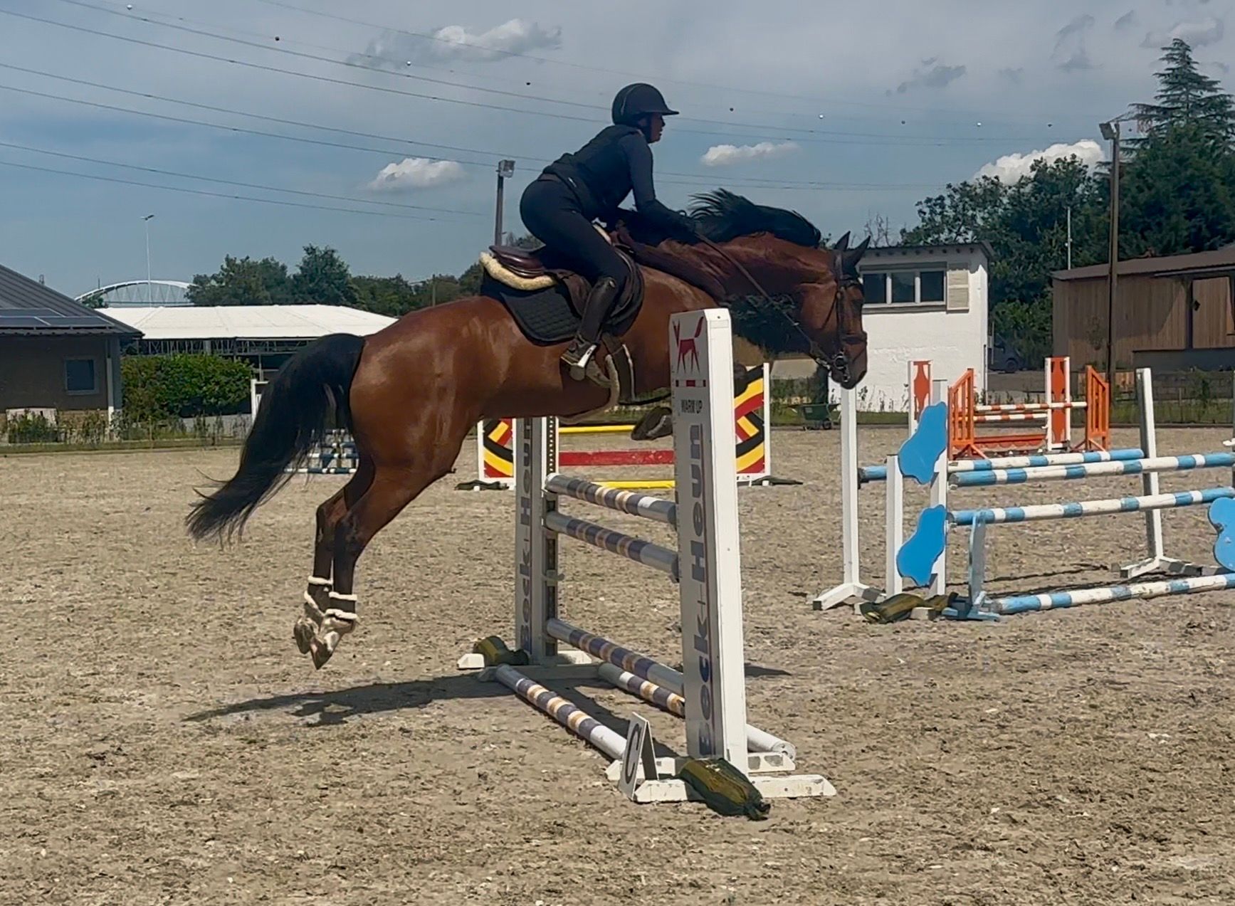 zangersheide springpaard merrie 5 years old bruin for sale - Photo 4