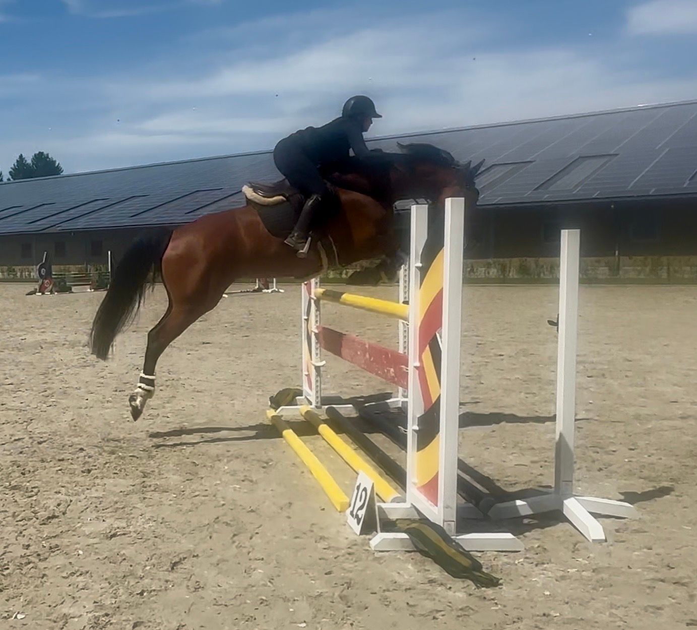 zangersheide springpaard merrie 5 years old bruin for sale - Photo 5