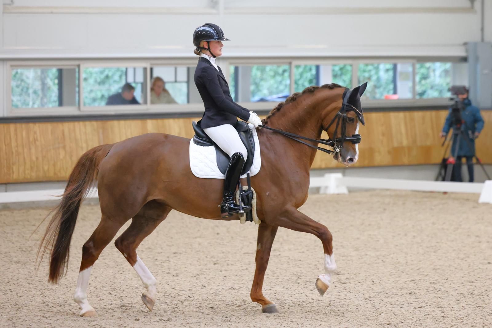 kwpn dressuurpaard merrie 12 years old vos for sale - Photo 4