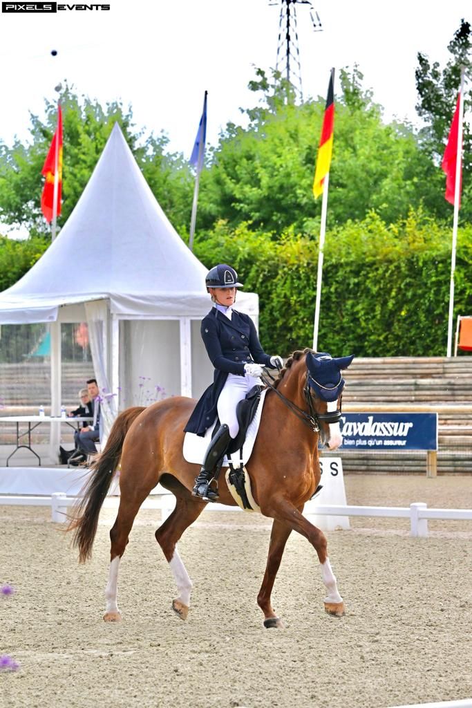 kwpn dressuurpaard merrie 12 years old vos for sale - Main photo