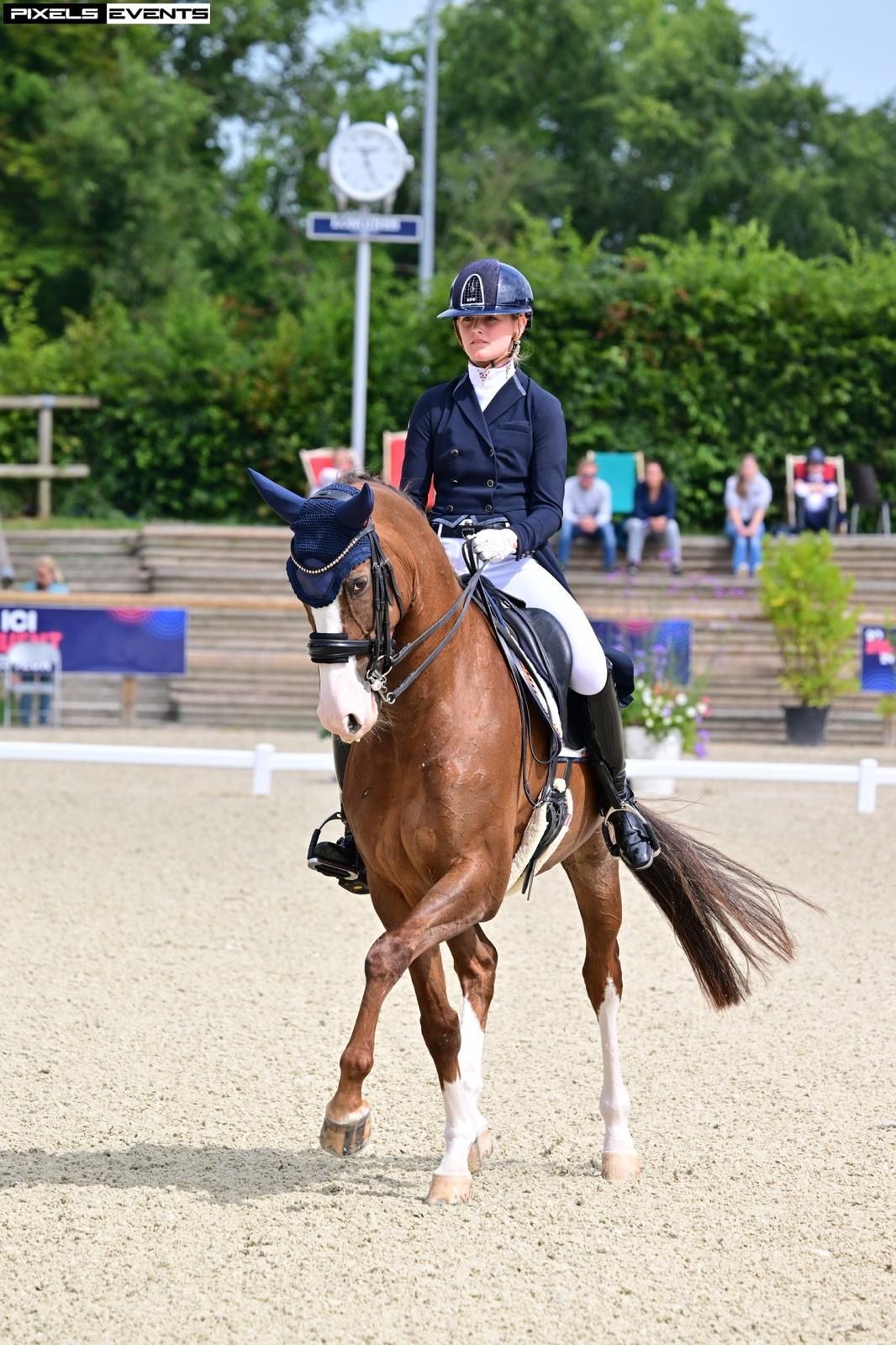 kwpn dressuurpaard merrie 12 years old vos for sale - Photo 2