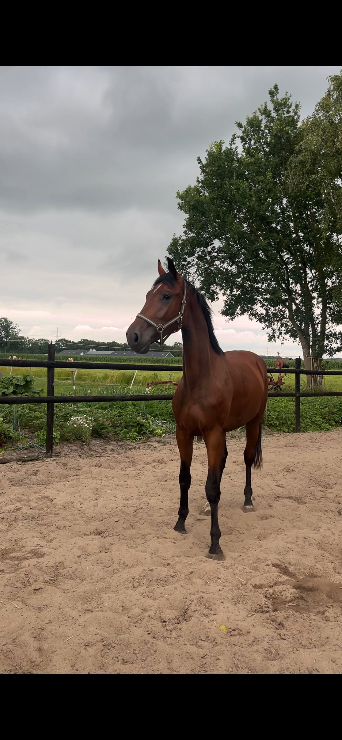 kwpn springpaard ruin 3 years old donkerbruin for sale - Photo 2