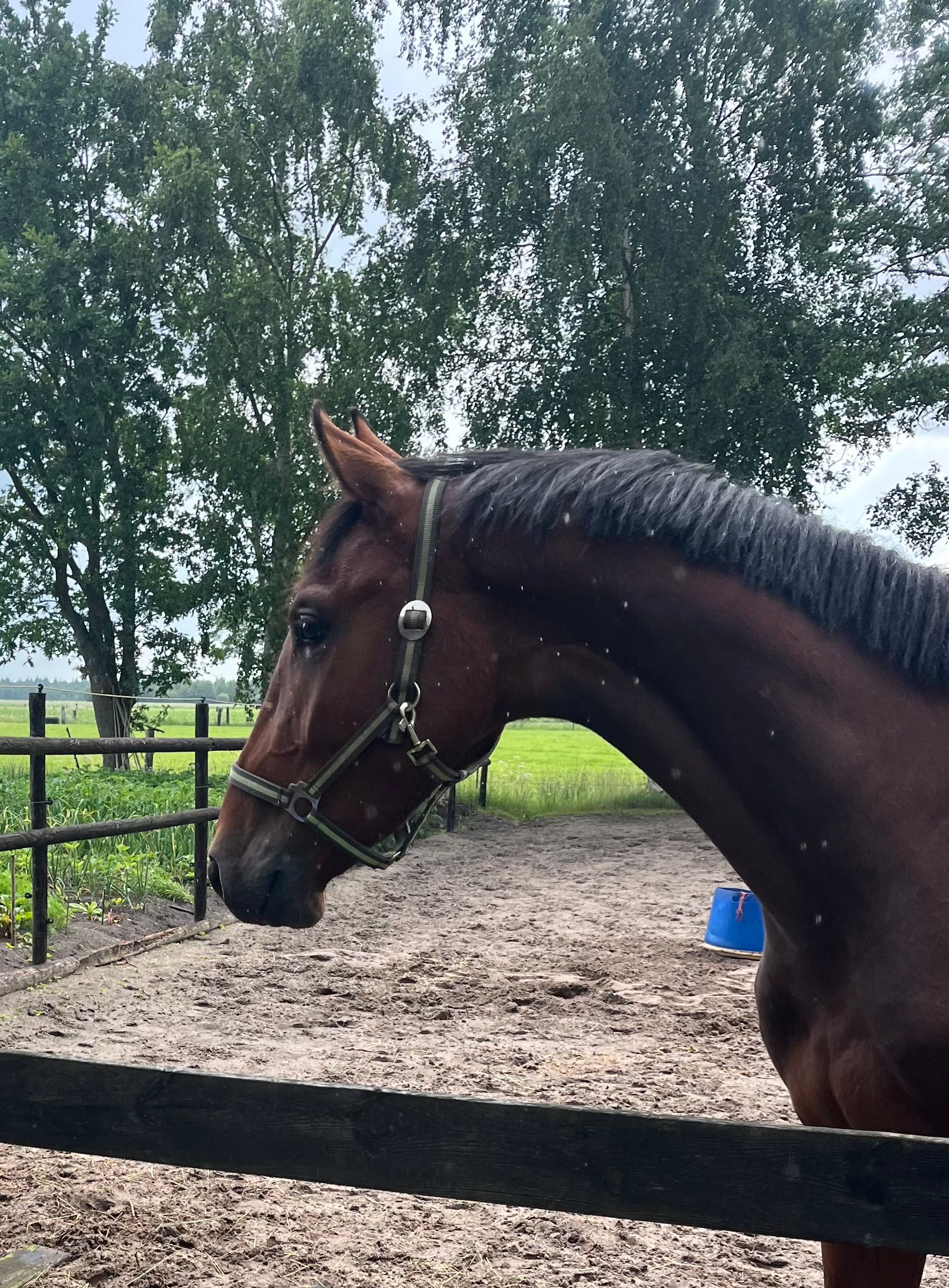 kwpn springpaard ruin 3 years old donkerbruin for sale - Main photo