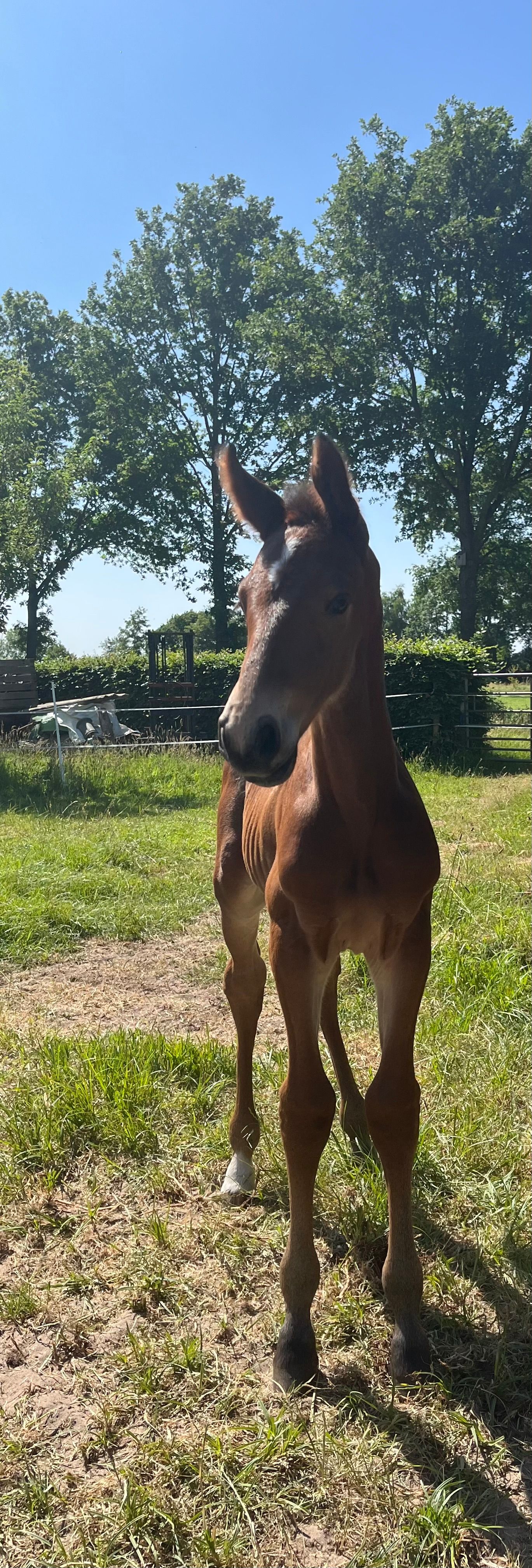 kwpn springpaard ruin 3 years old donkerbruin for sale - Photo 4