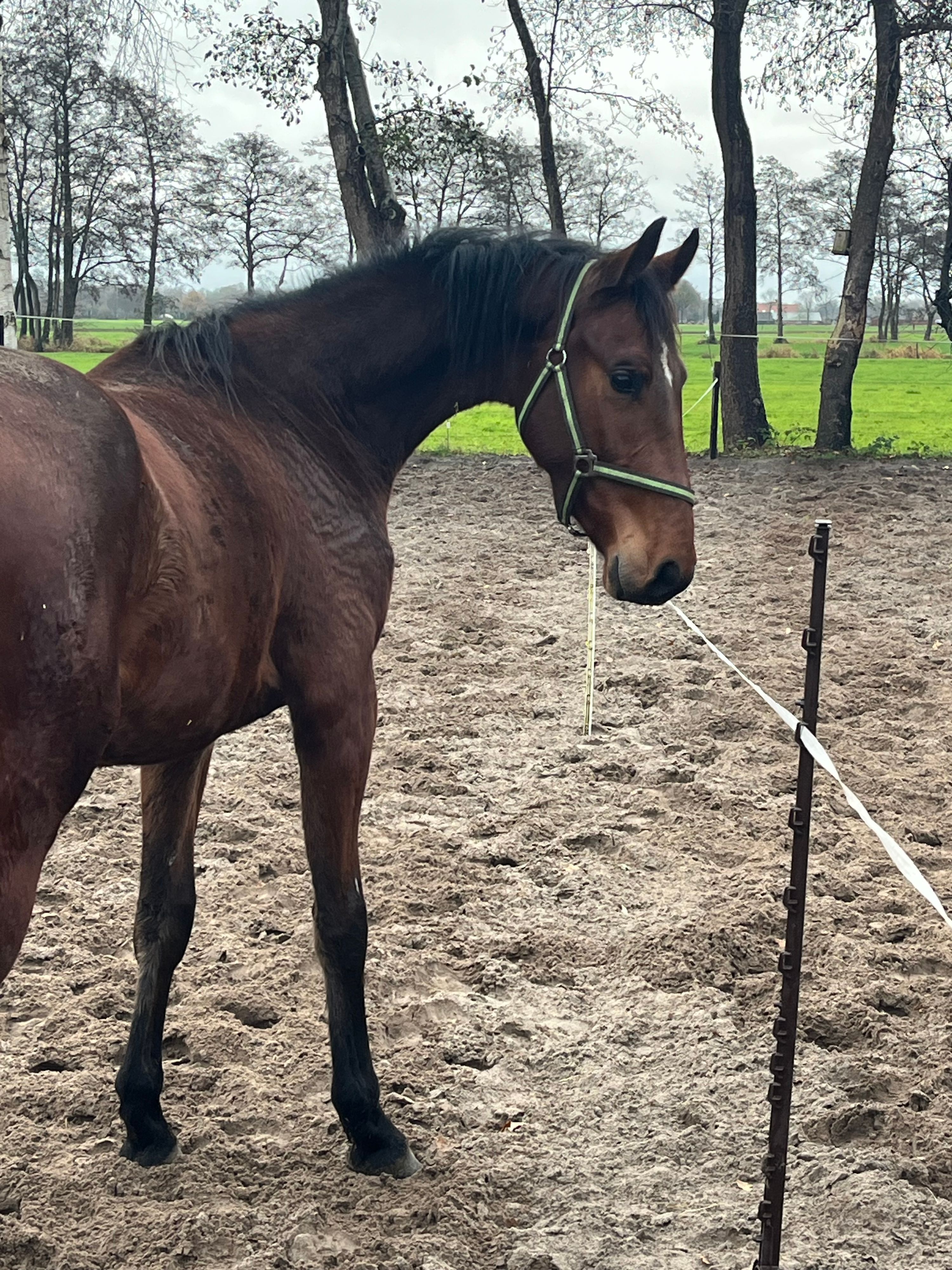 kwpn springpaard ruin 3 years old donkerbruin for sale - Photo 3