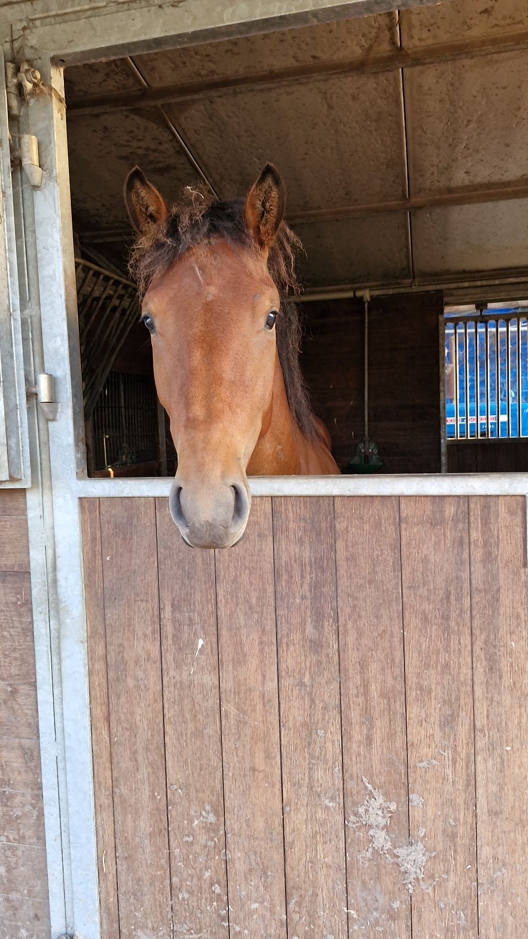 All-round sport pony