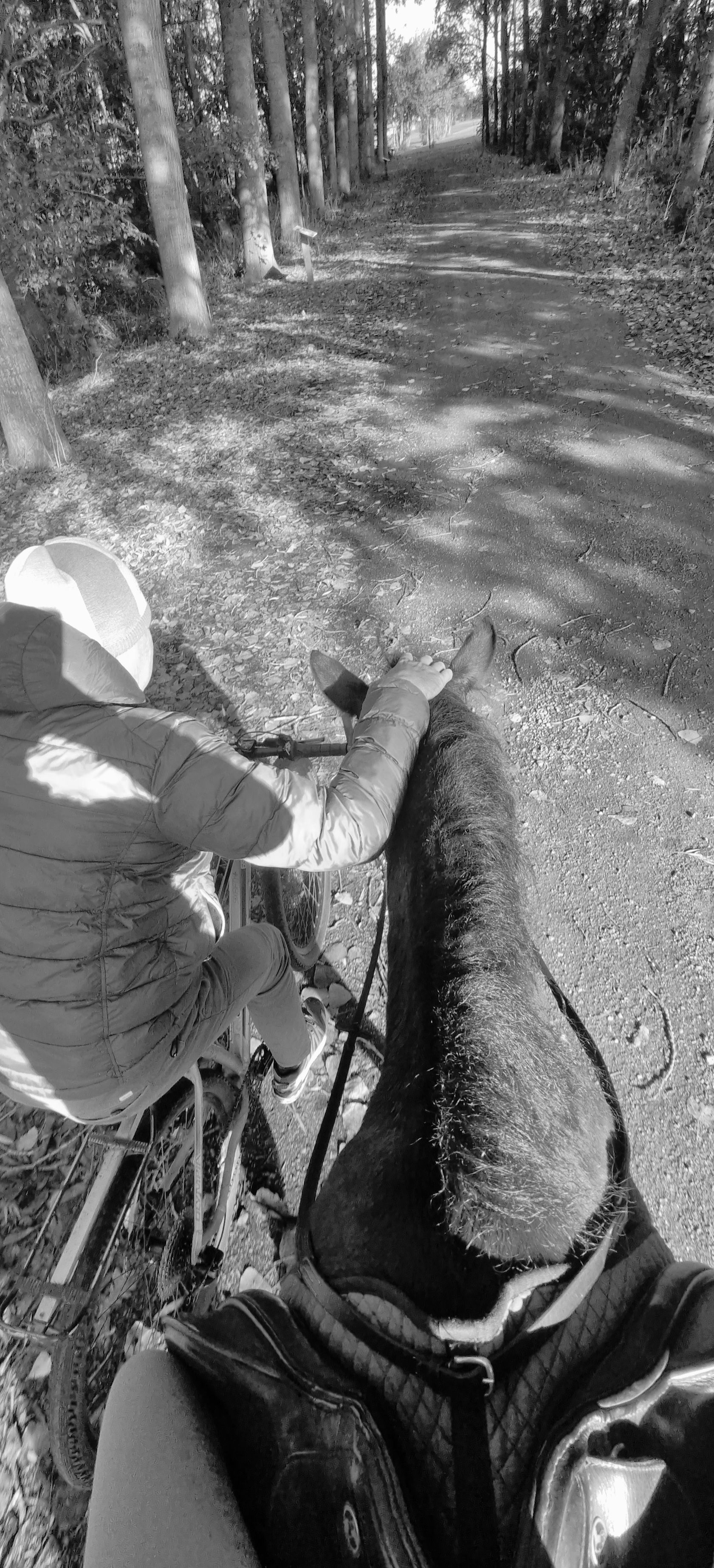 connemara allround-pony ruin 4 ans donkerbruin à vendre - Photo 5