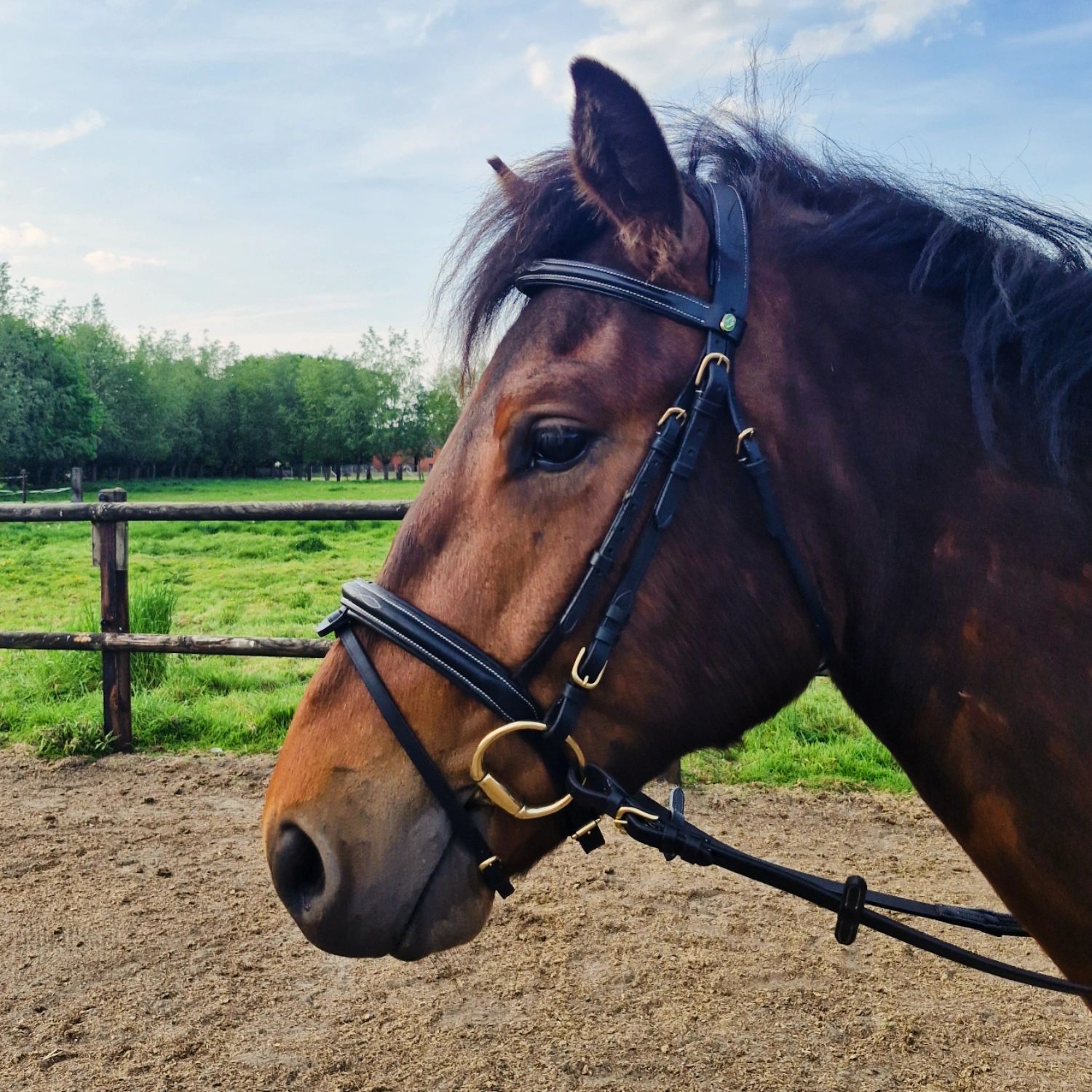connemara allround-pony ruin 4 ans donkerbruin à vendre - Photo 4