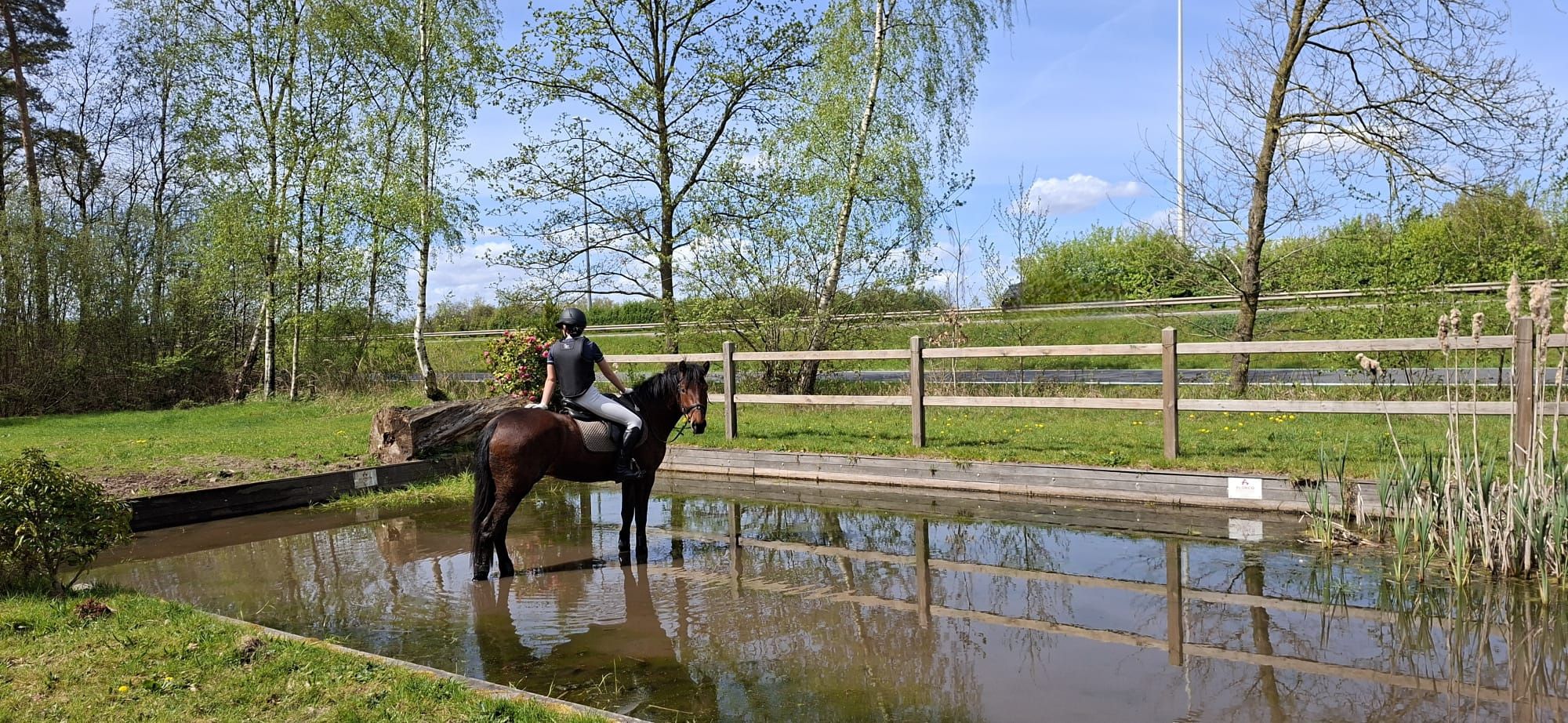 connemara allround-pony ruin 4 ans donkerbruin à vendre - Photo 2