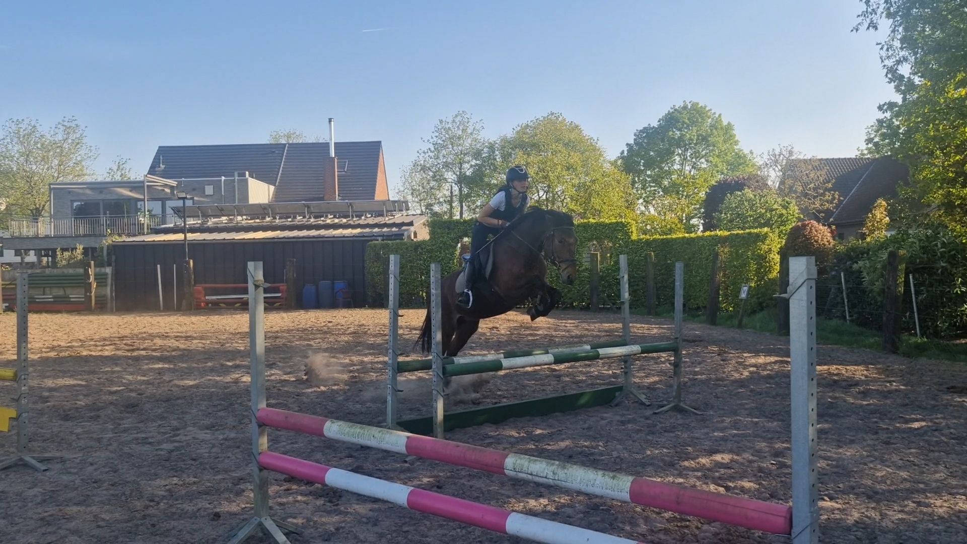 connemara allround-pony ruin 4 ans donkerbruin à vendre - Photo 3