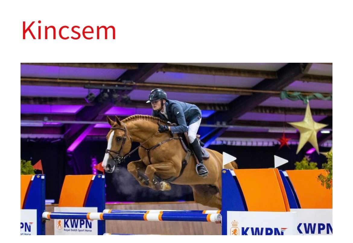 kwpn springpaard ruin 3 years old donkerbruin for sale - Photo 6