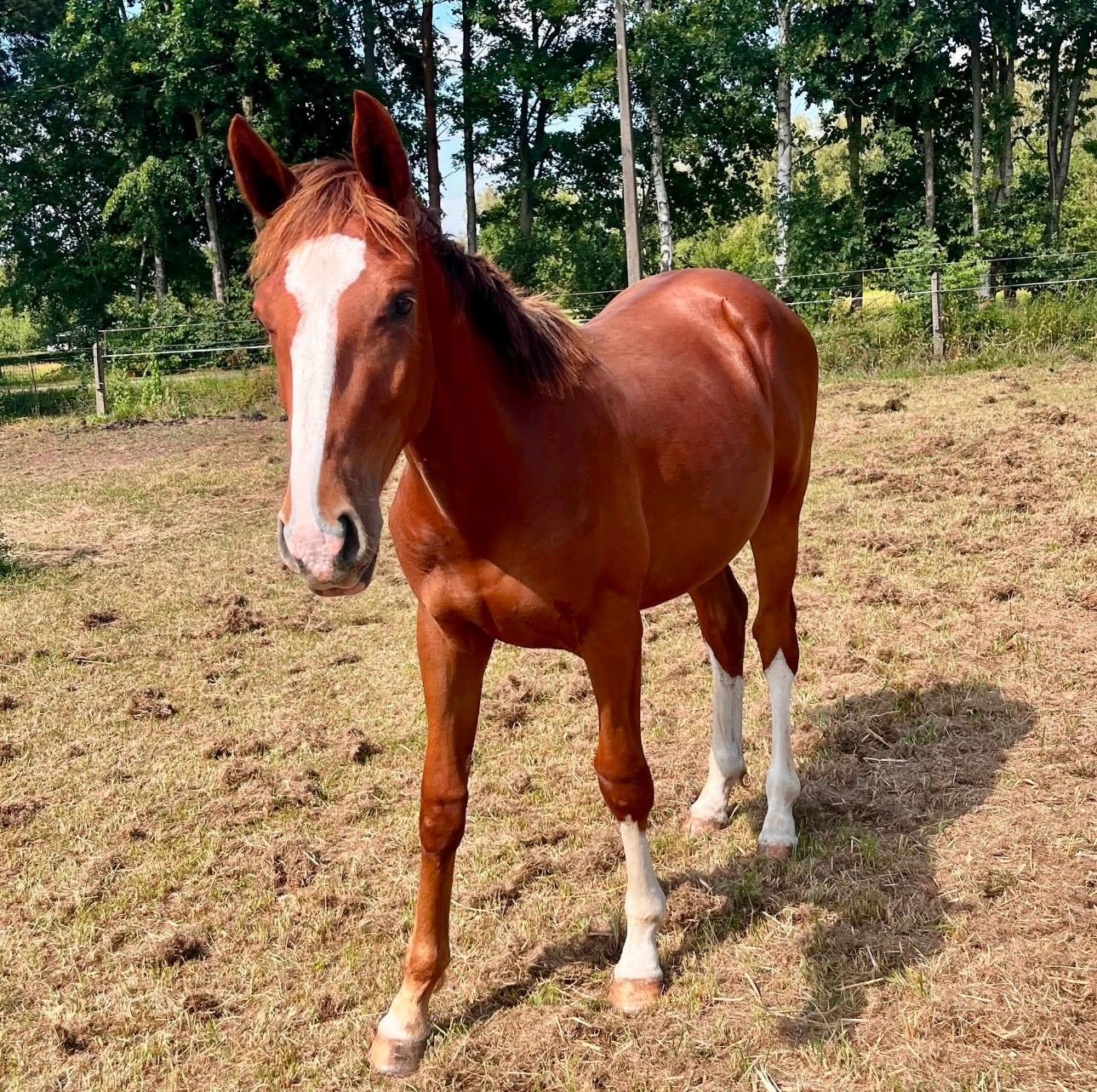 Yearling stallion