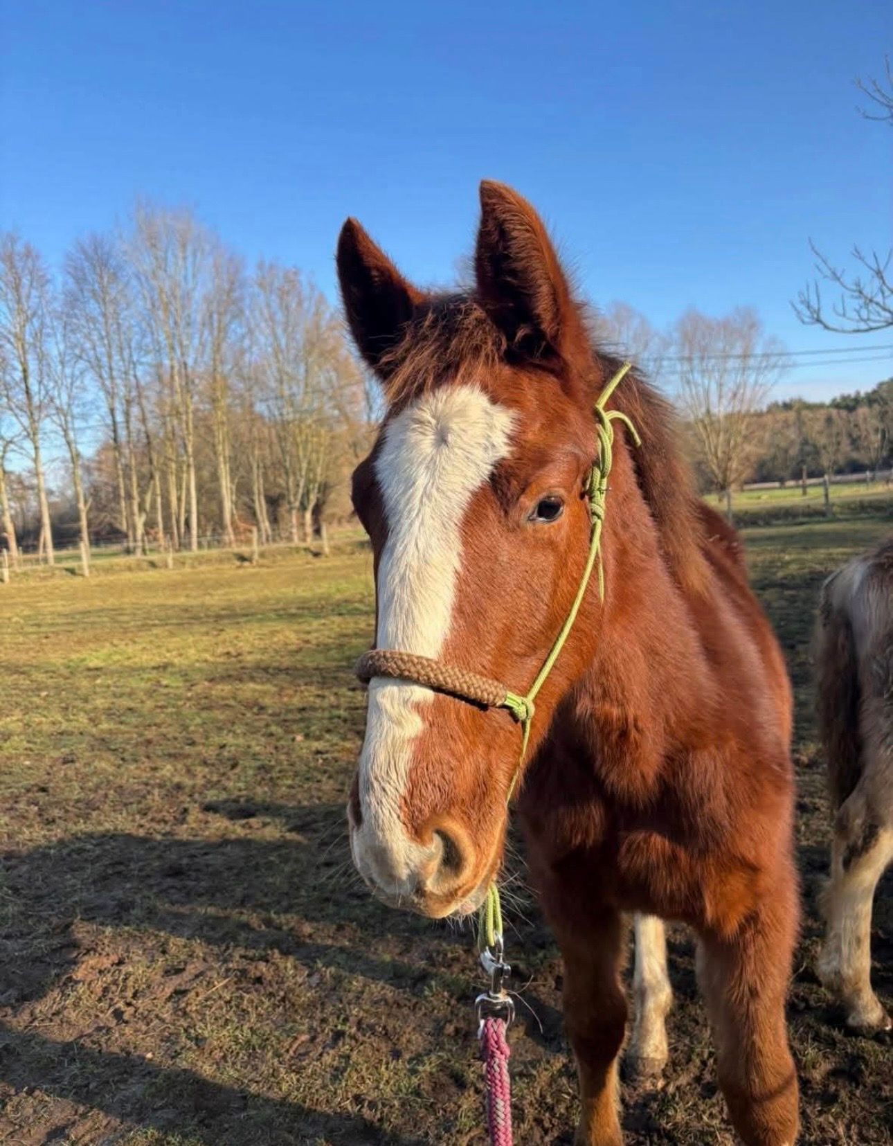 zangersheide springpaard hengst 1 years old vos for sale - Photo 2