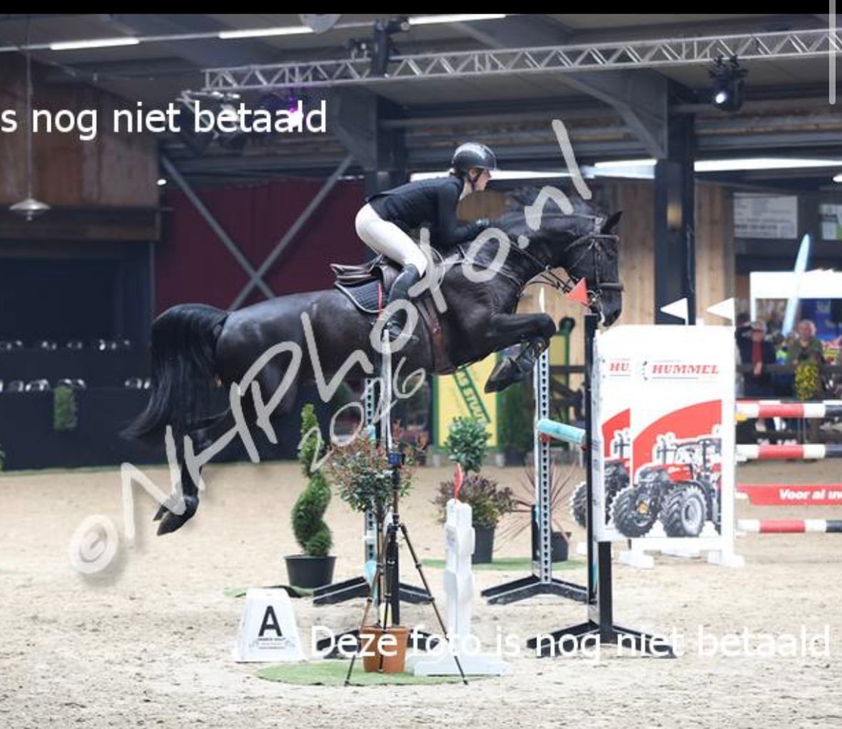 kwpn springpaard merrie 7 years old zwart for sale - Photo 2