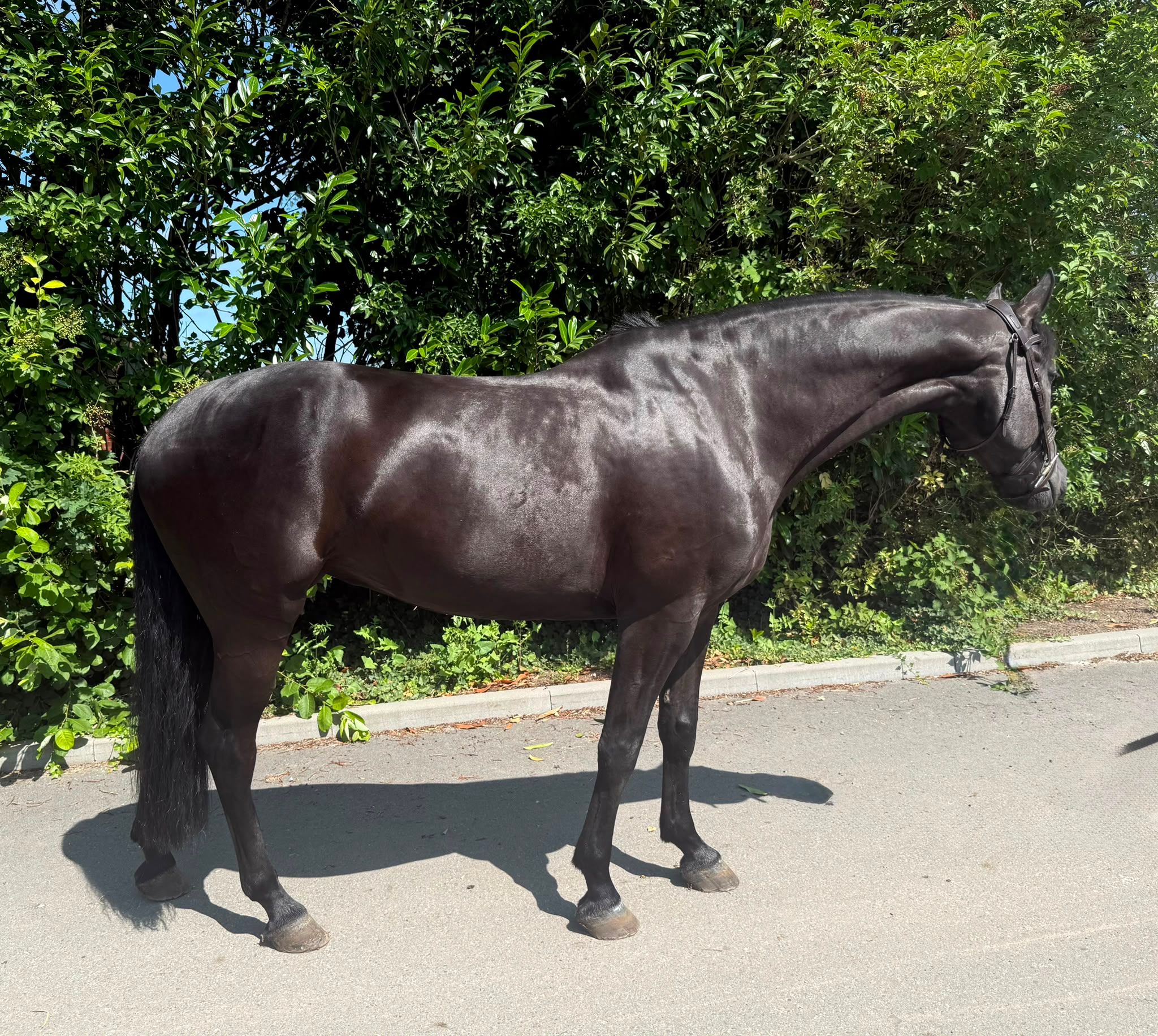 kwpn springpaard merrie 7 years old zwart for sale - Photo 6