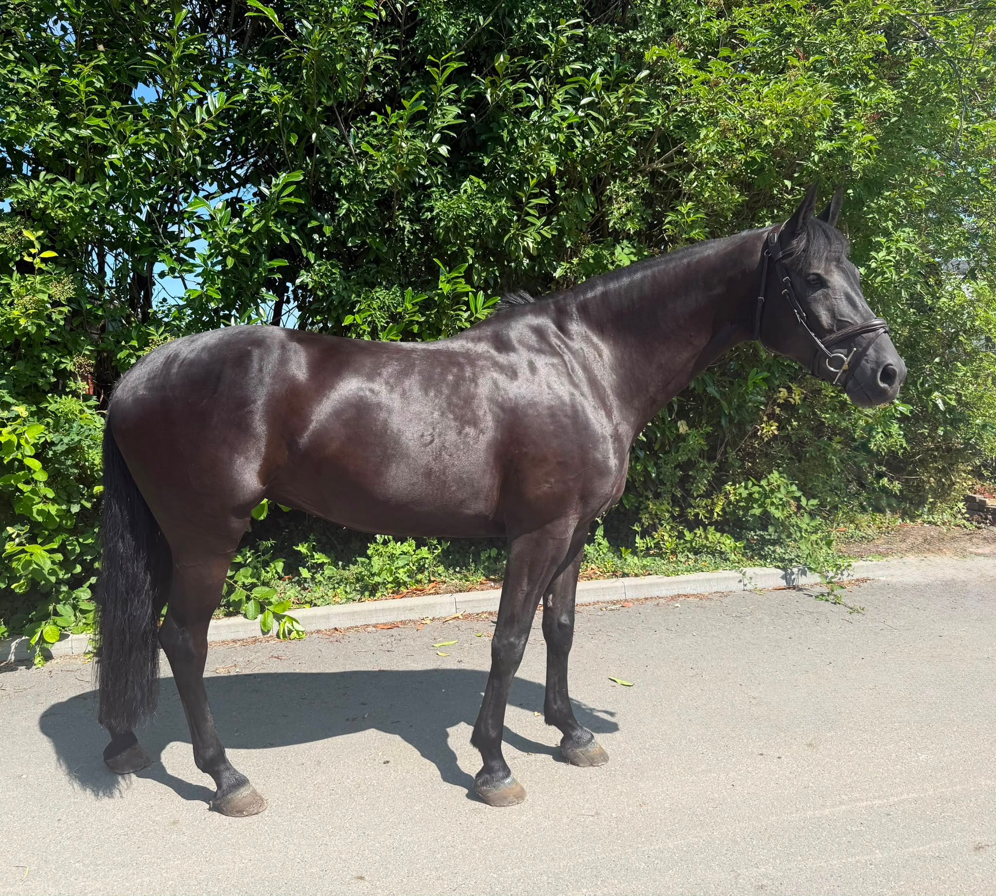 kwpn springpaard merrie 7 years old zwart for sale - Photo 5