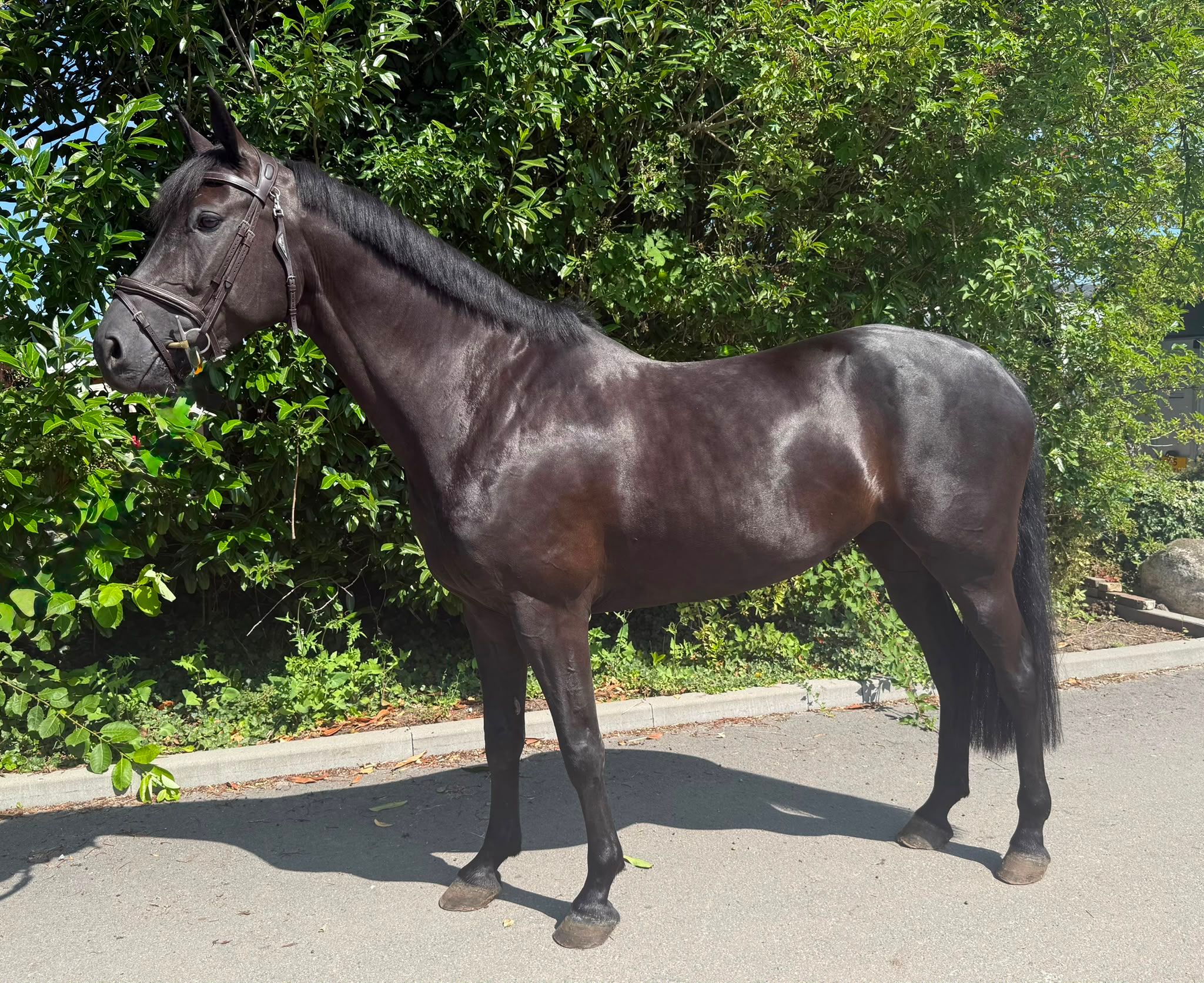 kwpn springpaard merrie 7 years old zwart for sale - Photo 3