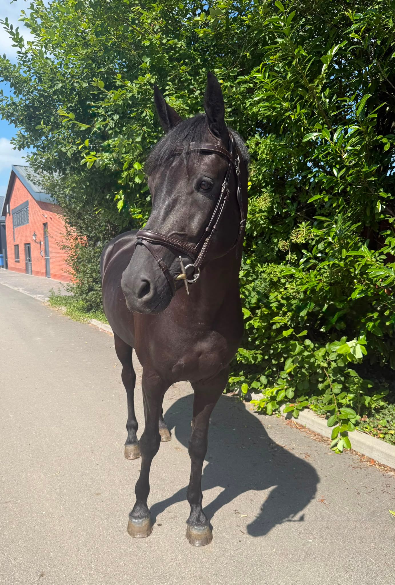 kwpn springpaard merrie 7 years old zwart for sale - Photo 4
