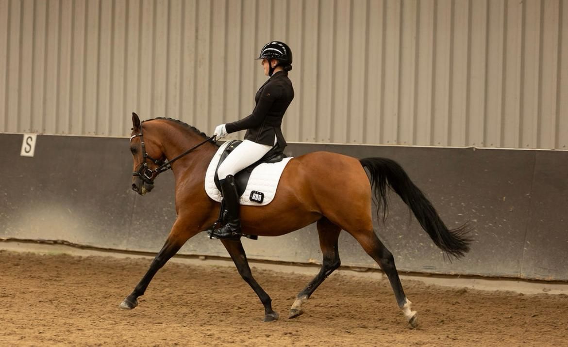 Beautiful 8-year-old Z dressage mare.