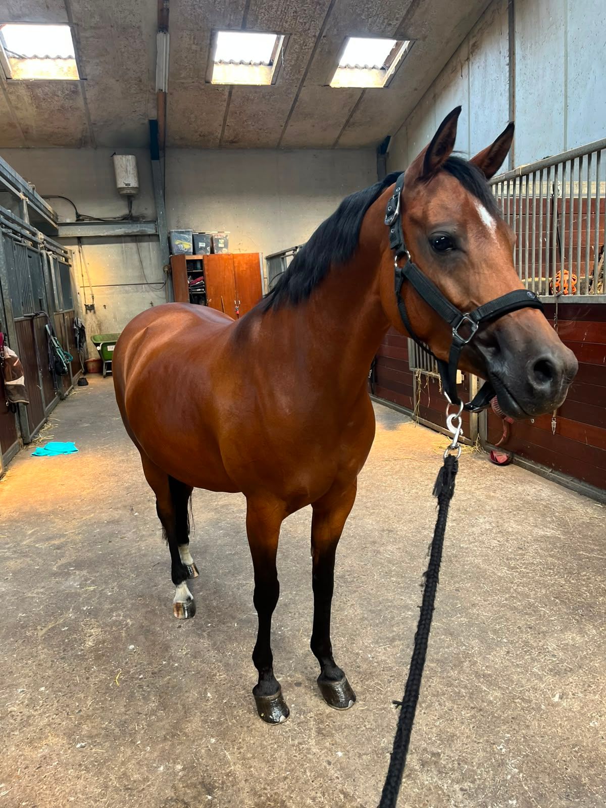 nrps dressuurpony merrie 8 years old donkerbruin for sale - Photo 2