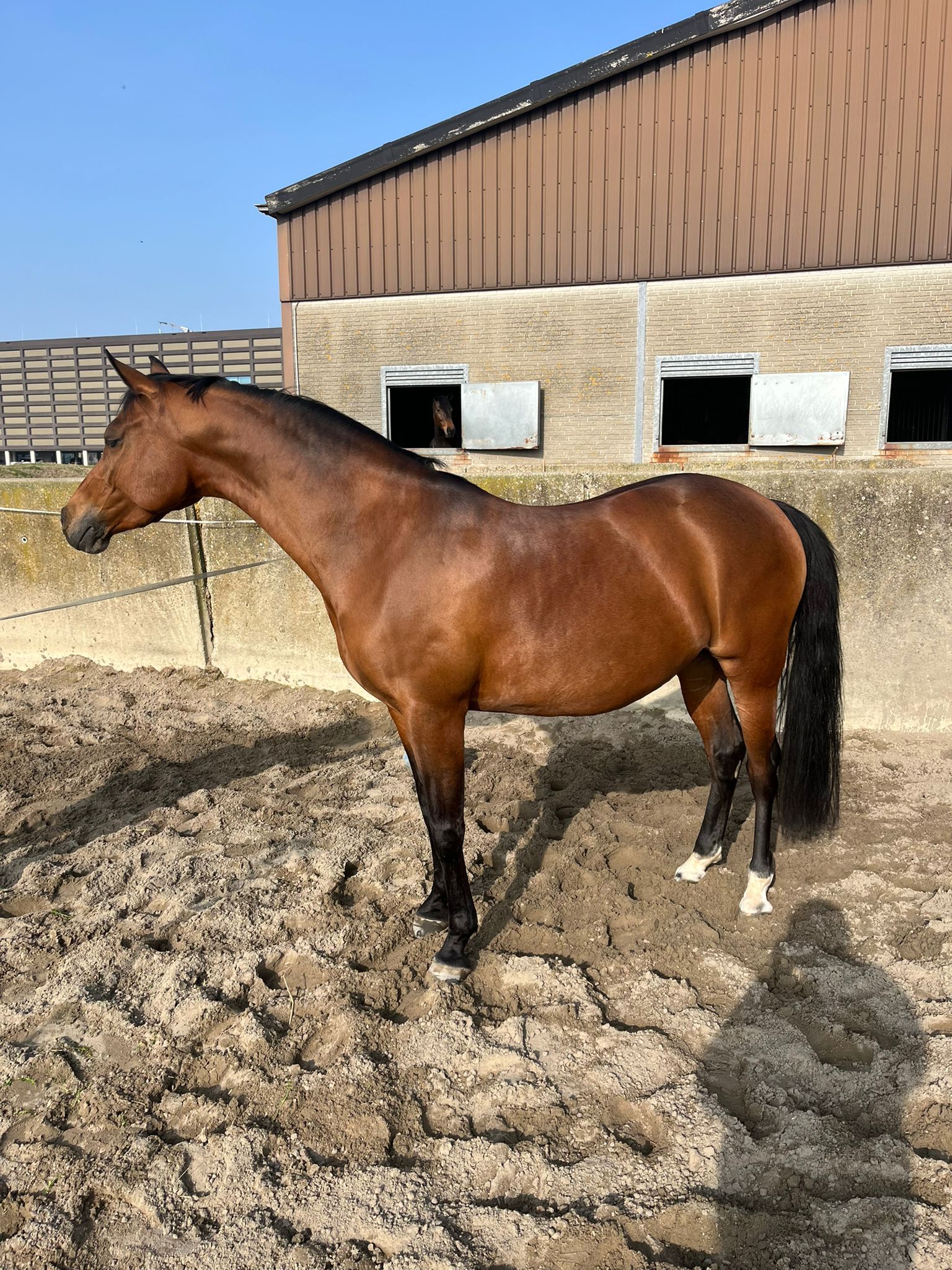 nrps dressuurpony merrie 8 years old donkerbruin for sale - Photo 3