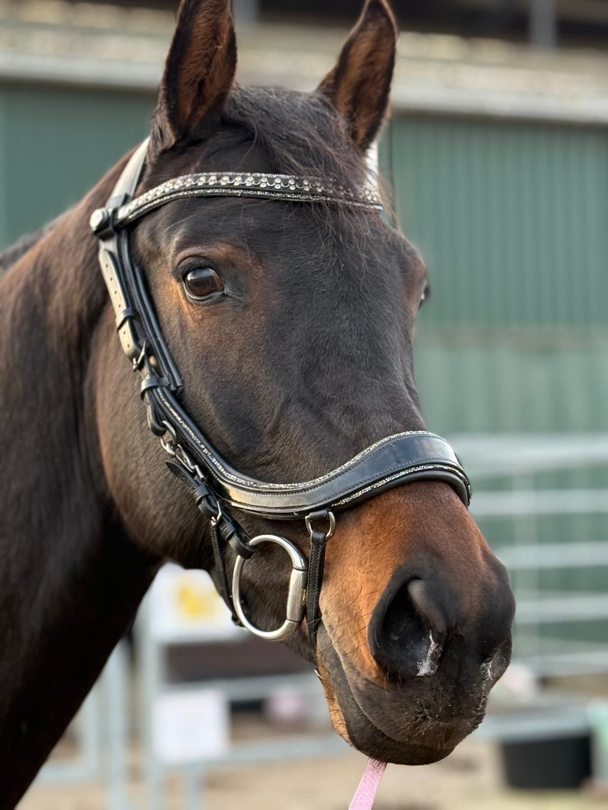 kwpn dressuurpaard merrie 6 years old bruin for sale - Main photo