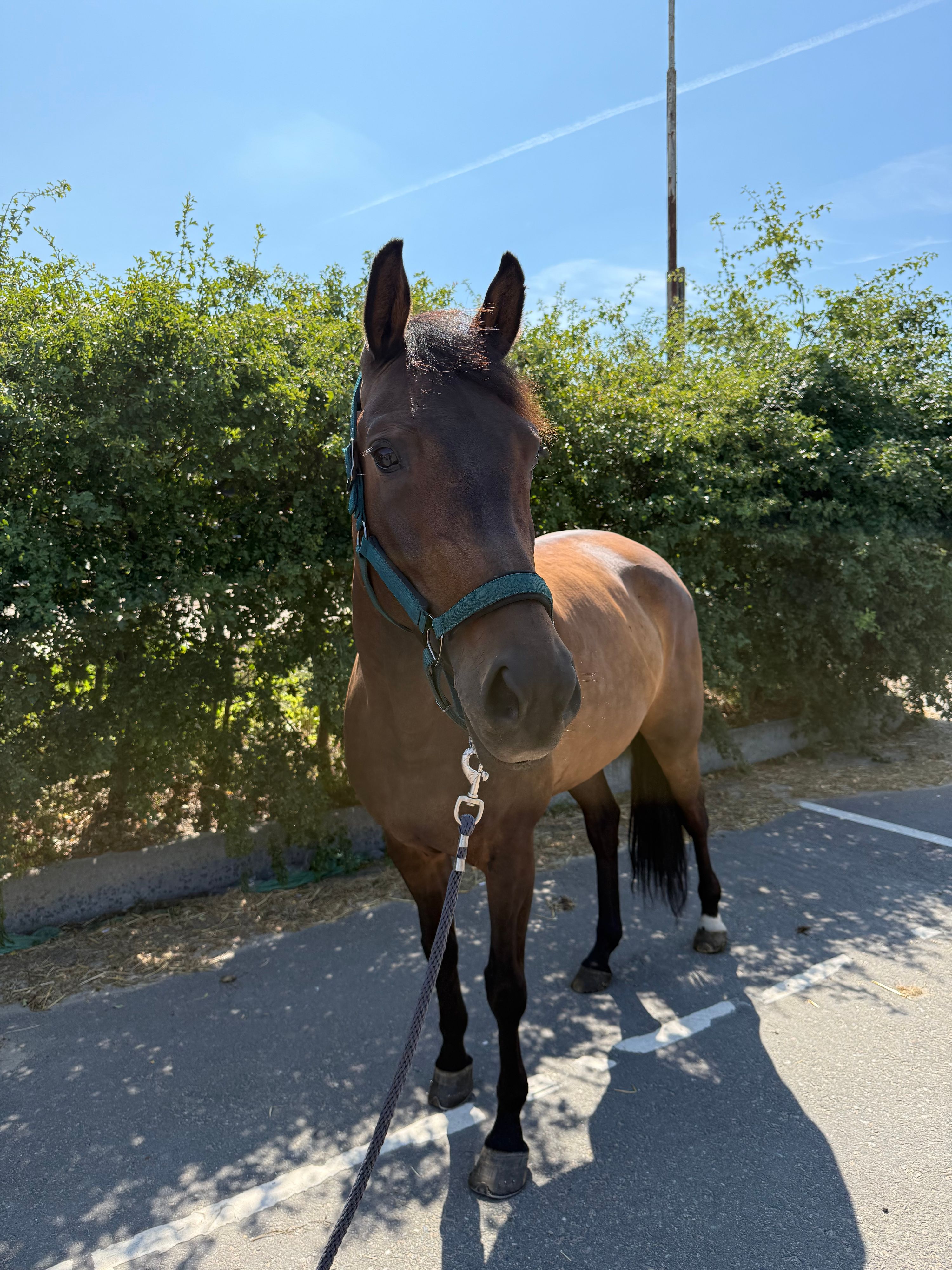 kwpn dressuurpaard merrie 6 years old bruin for sale - Photo 6