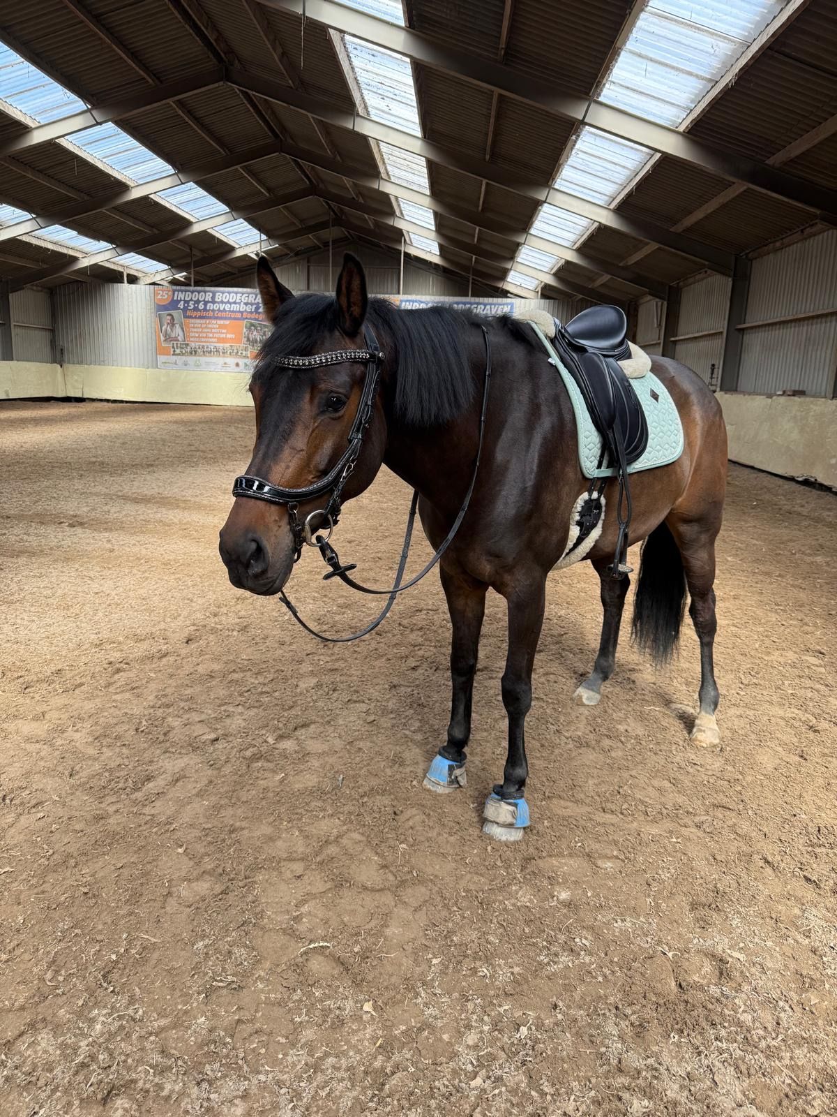 kwpn dressuurpaard merrie 6 years old bruin for sale - Photo 4