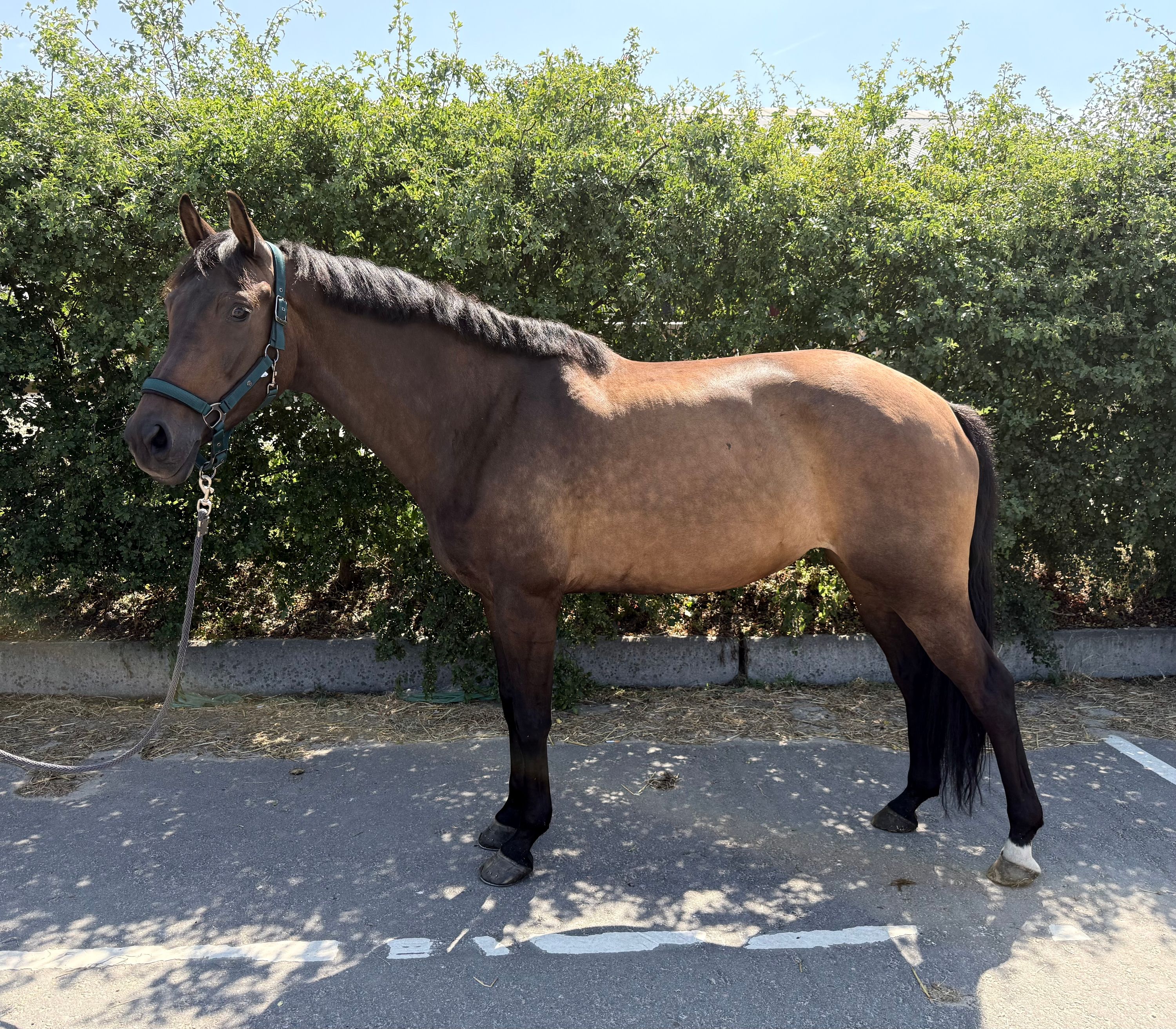 kwpn dressuurpaard merrie 6 years old bruin for sale - Photo 5