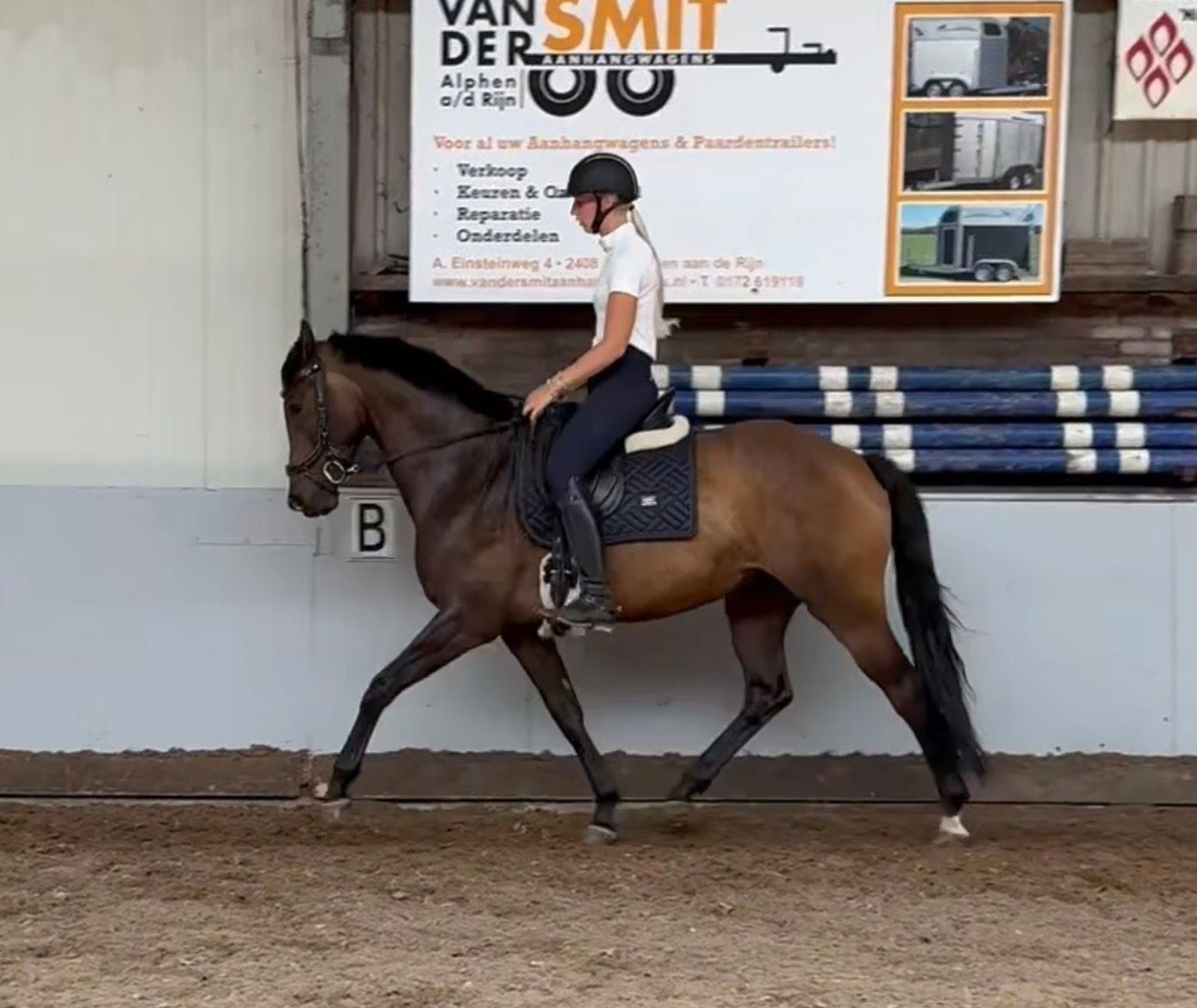 kwpn dressuurpaard merrie 6 years old bruin for sale - Photo 2