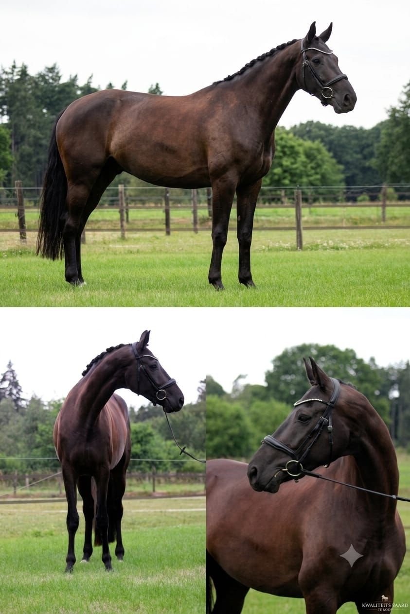 kwpn dressuurpaard merrie 4 years old zwart for sale - Main photo