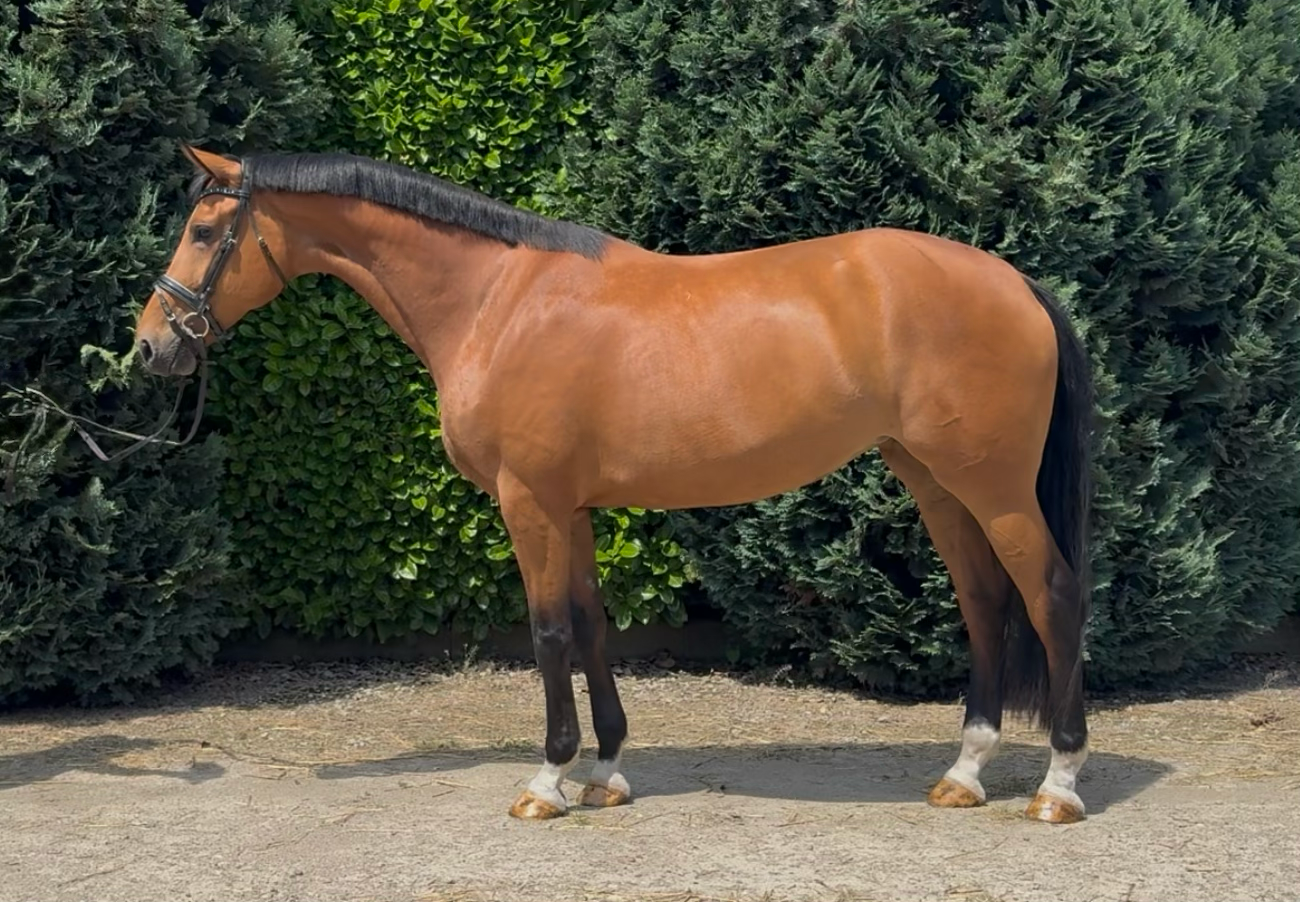 Mycket snällt 5-årigt sto e. Las Vegas u. Elite, Ibop(Dres) Prok-sto e. Sorento x Gribaldi.