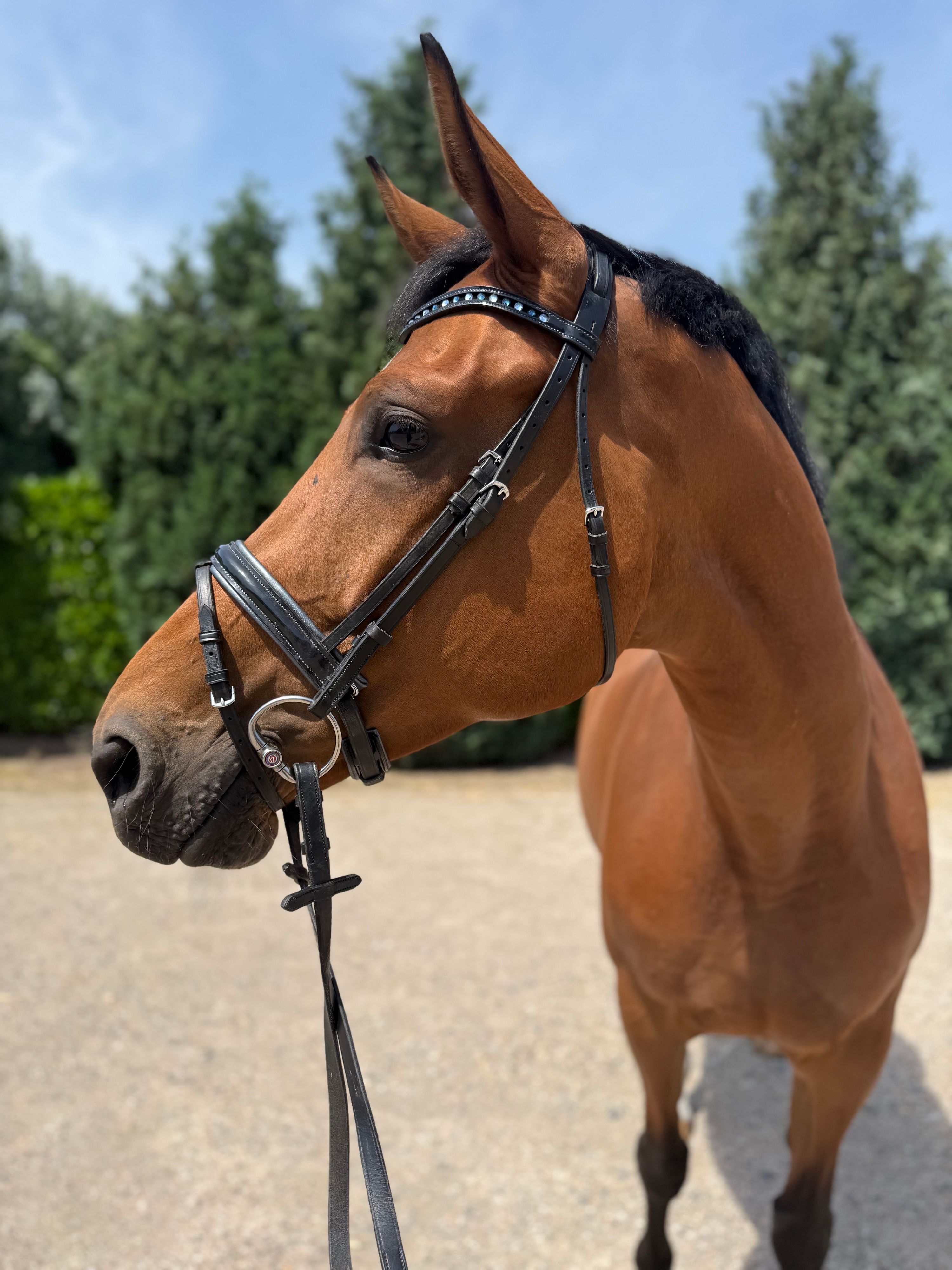kwpn recreatie-paard merrie 5 years old bruin for sale - Photo 2