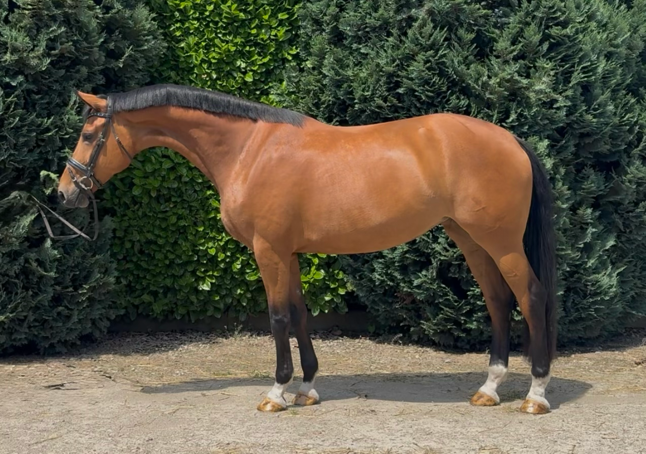 kwpn recreatie-paard merrie 5 years old bruin for sale - Photo 4
