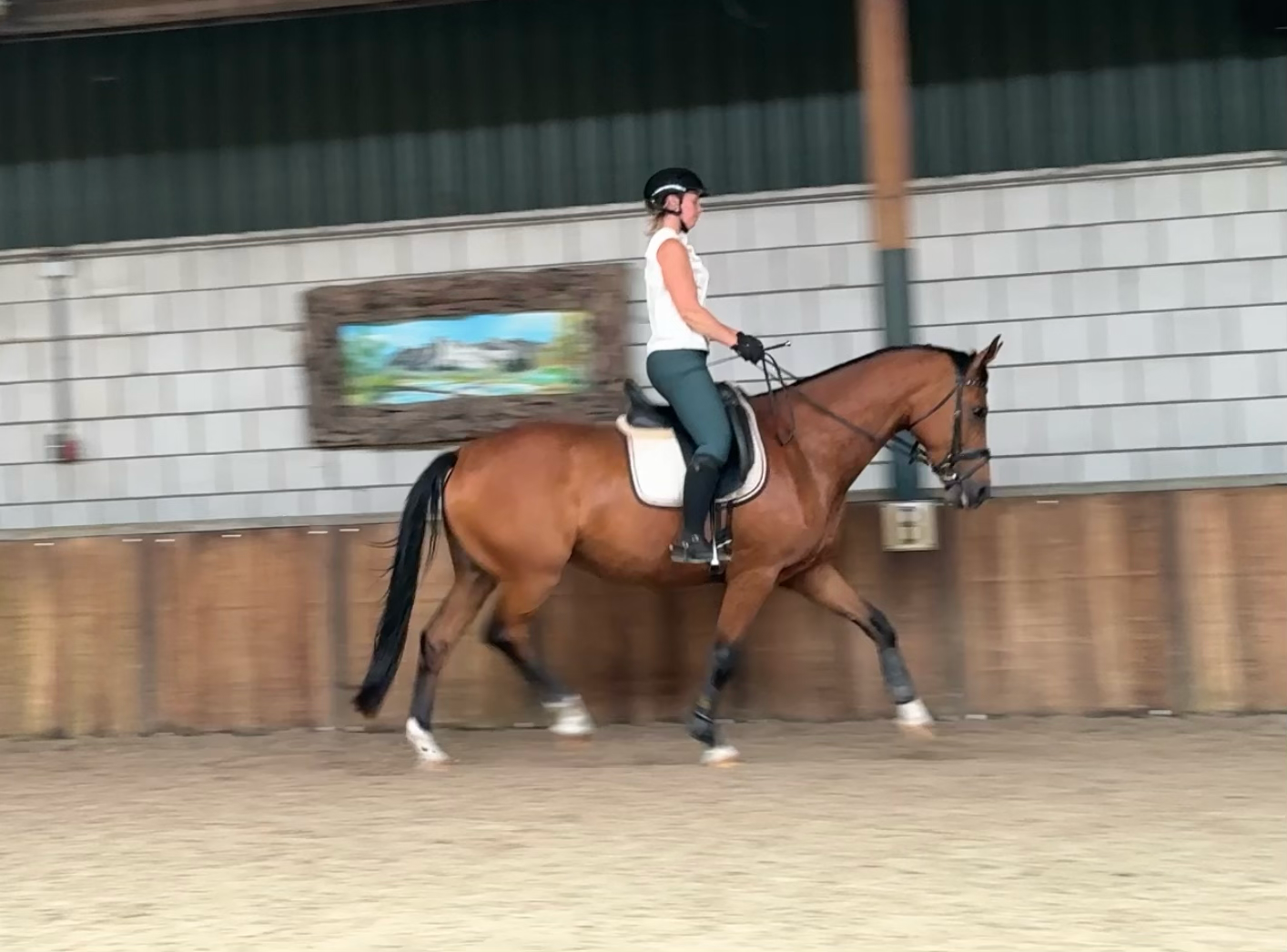 kwpn recreatie-paard merrie 5 years old bruin for sale - Photo 3