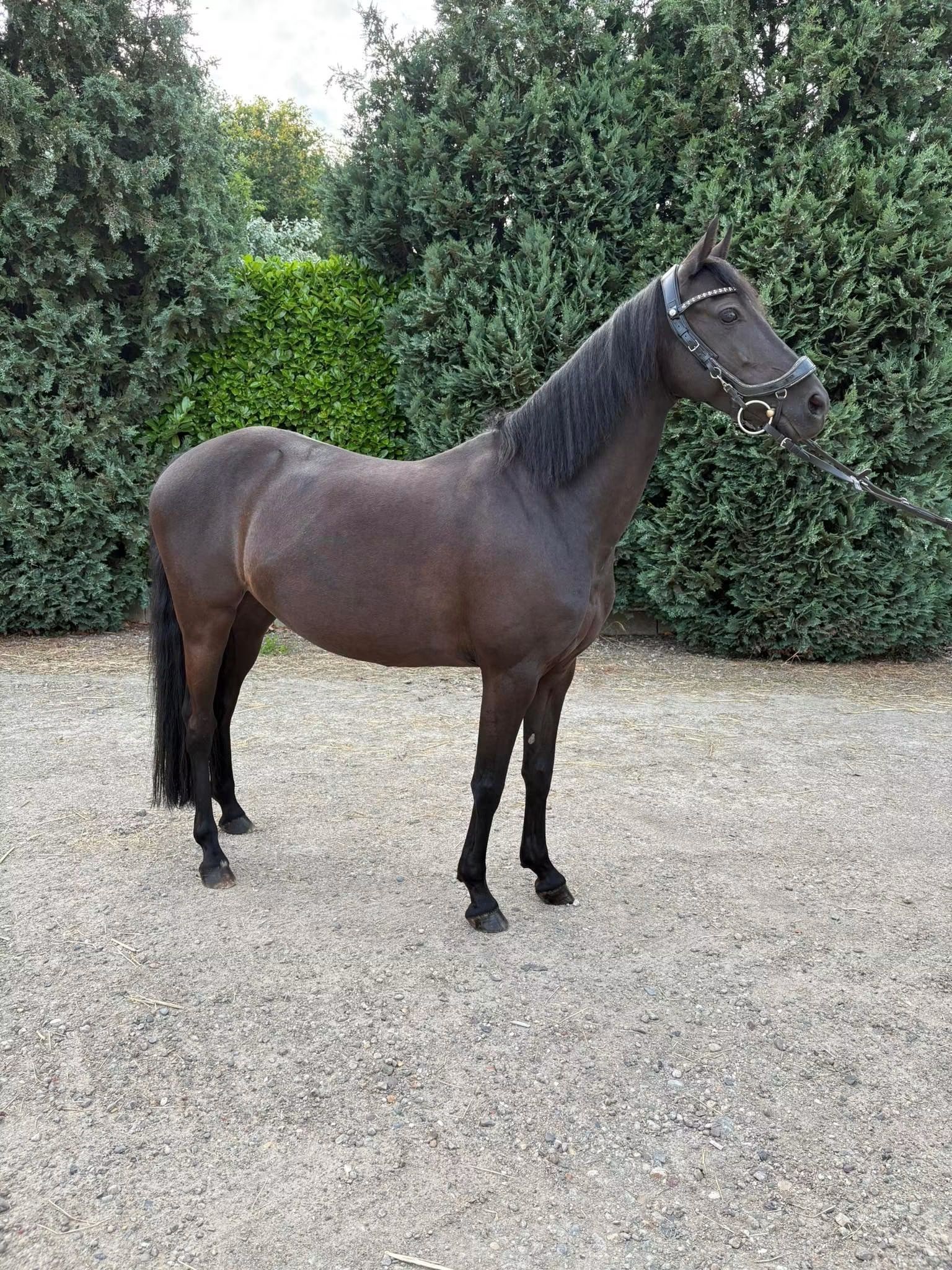 ✨ À vendre : la magnifique jument May Dance ✨