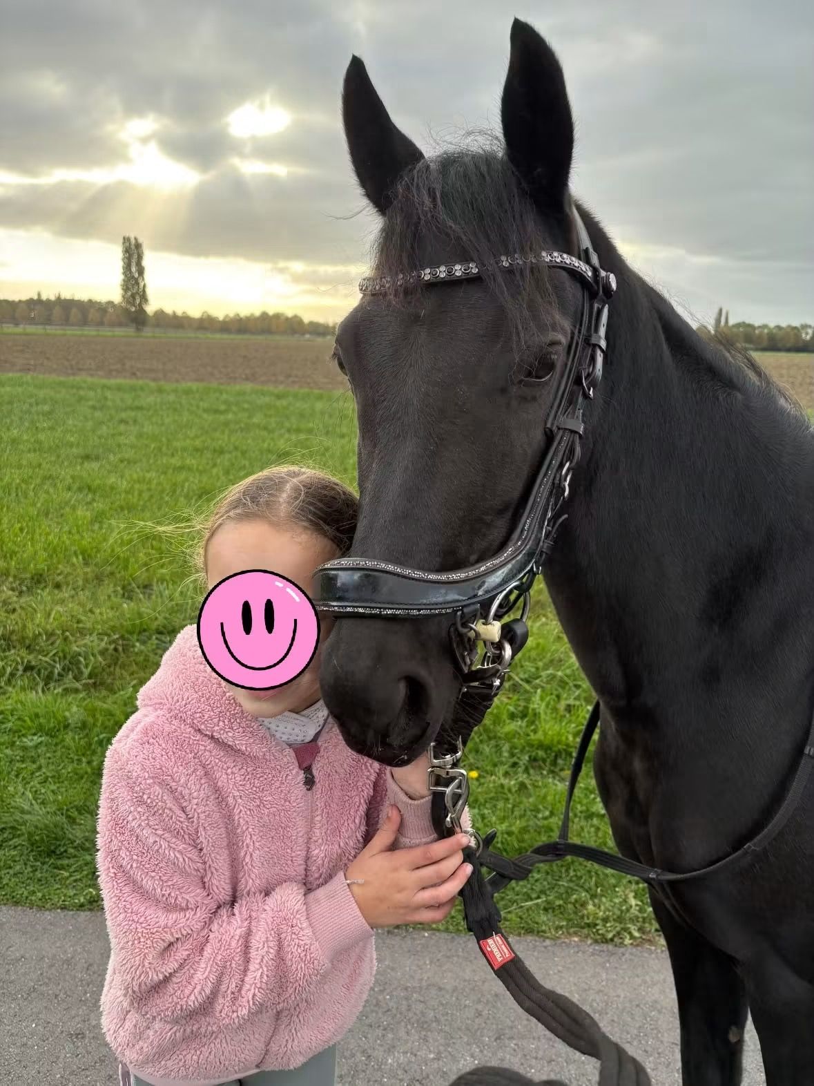 irish-sport-horse recreatie-pony merrie 7 years old zwart for sale - Photo 2