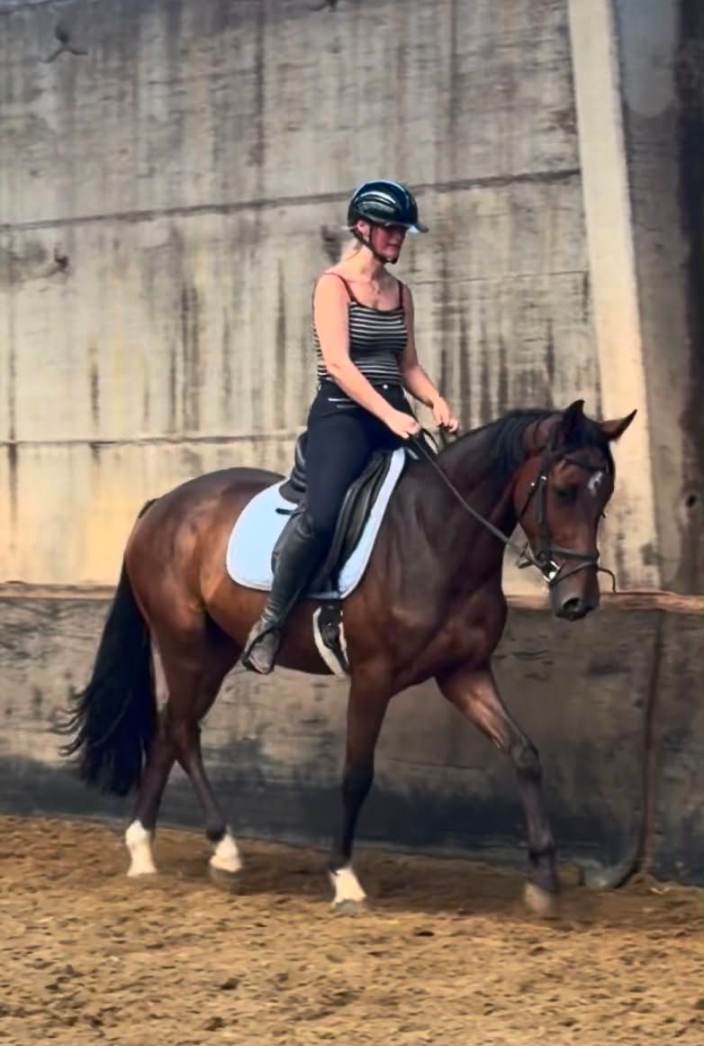 Handsome Zangersheide gelding