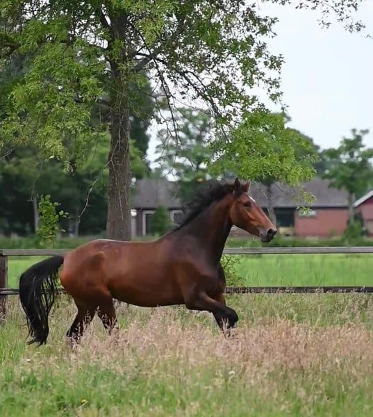 ander allrounder merrie 4 years old bruin for sale - Photo 2