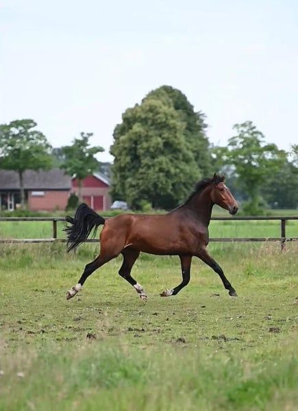 ander allrounder merrie 4 years old bruin for sale - Photo 3