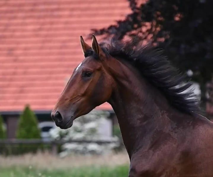Surprise – sweet, honest mare for recreation and pleasure
