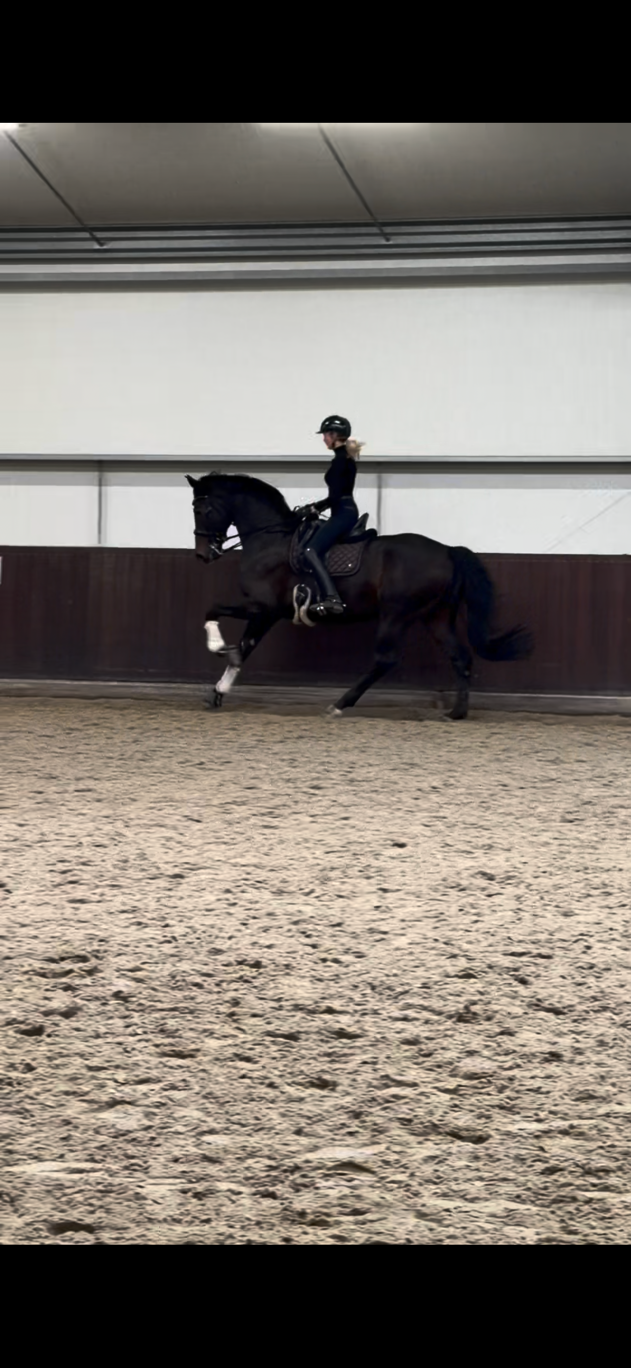kwpn dressuurpaard ruin 10 years old zwart for sale - Photo 2