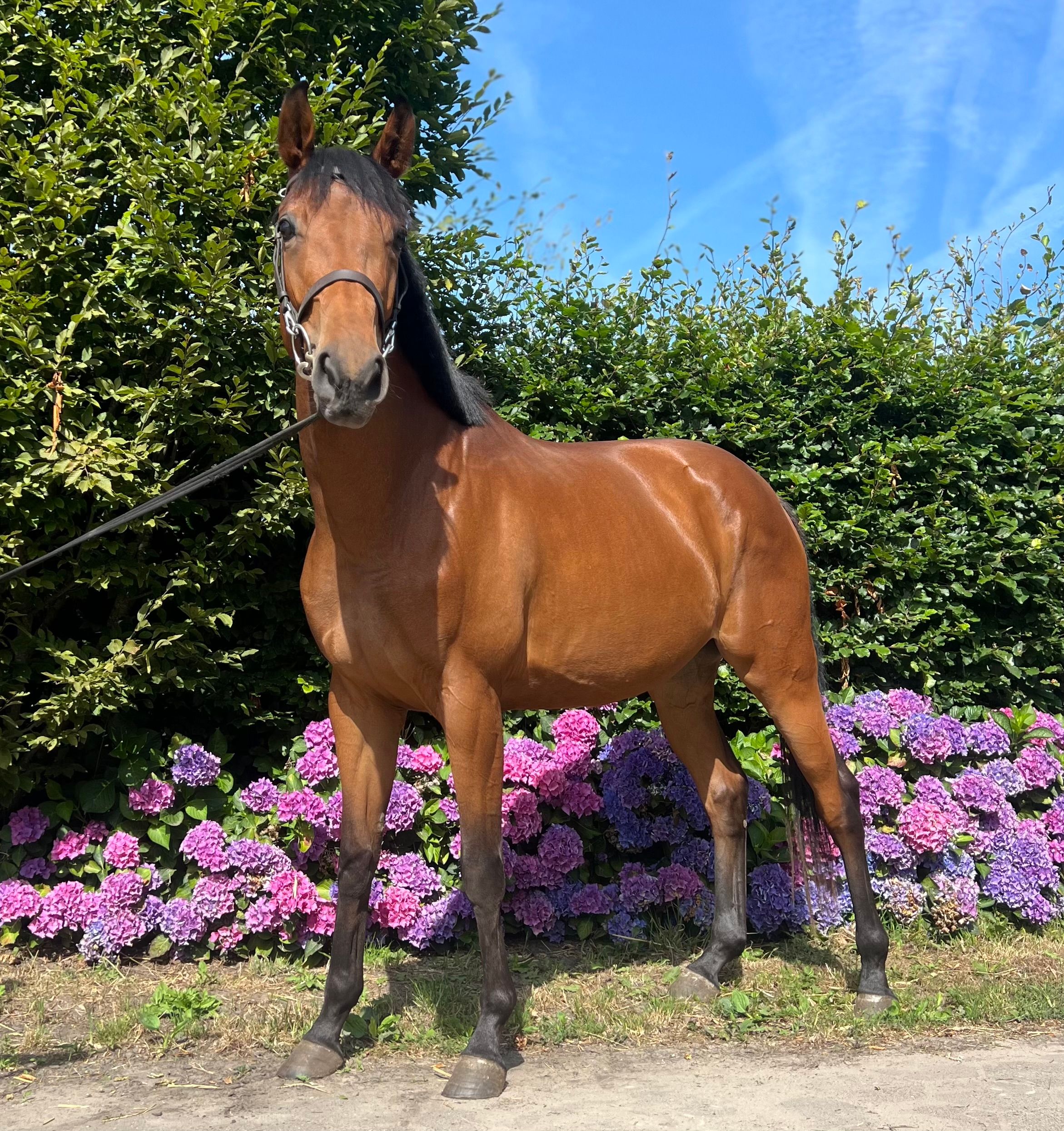 Volbloed springpaard Merrie 4 år Bruin till salu - Foto 2