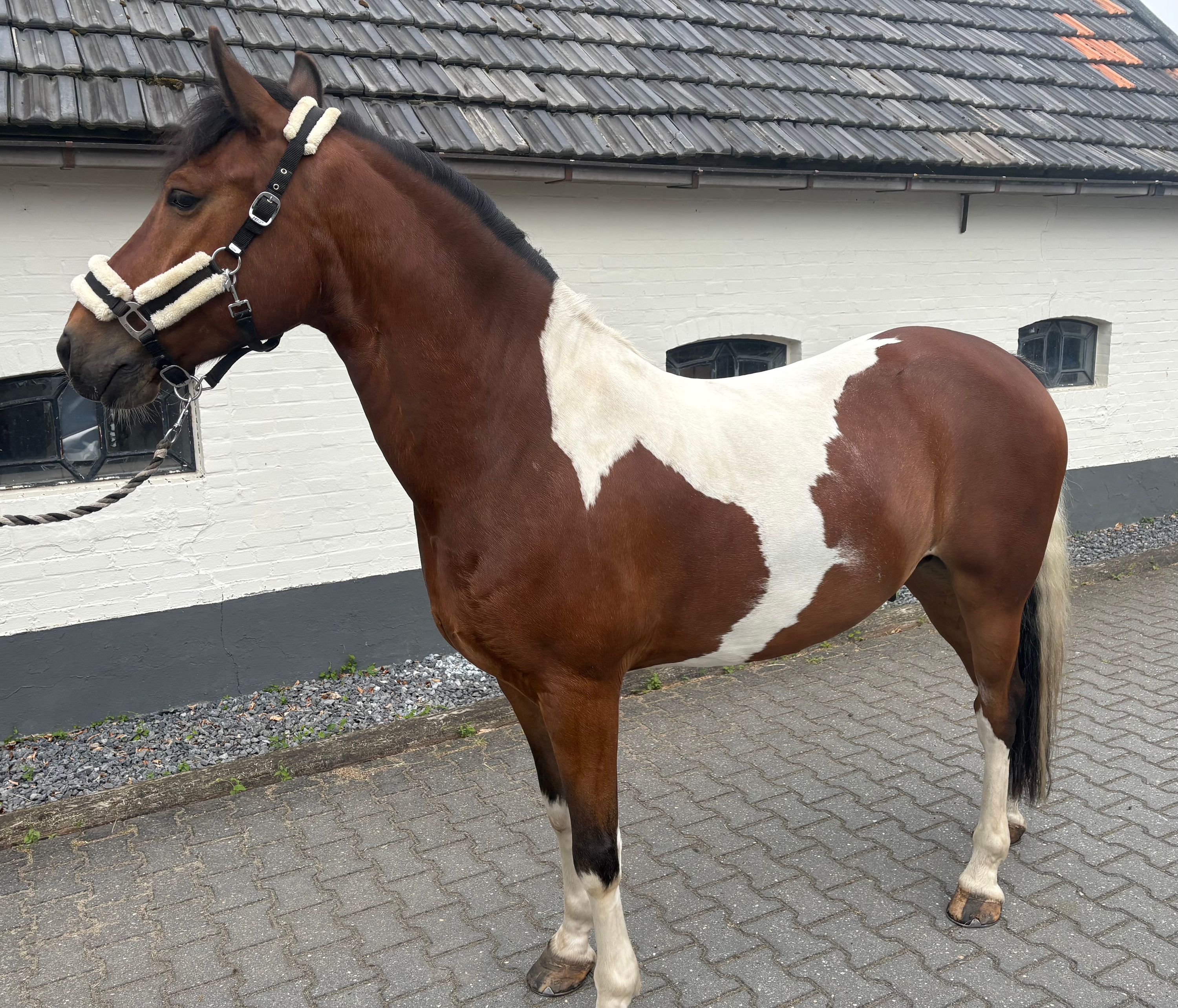Robust piebald D-pony