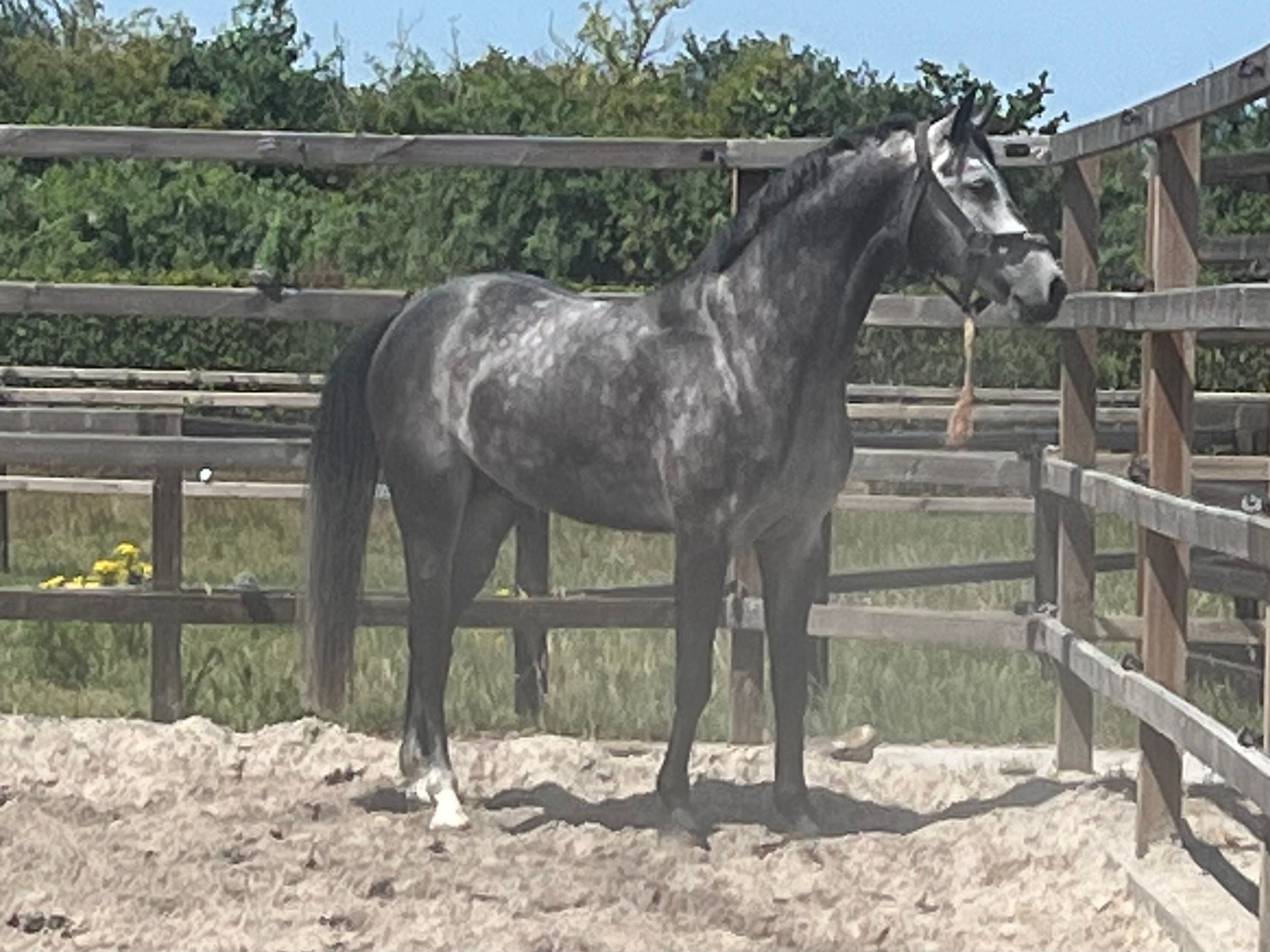 anglo-europees dressuurpaard hengst 4 years old schimmel for sale - Main photo