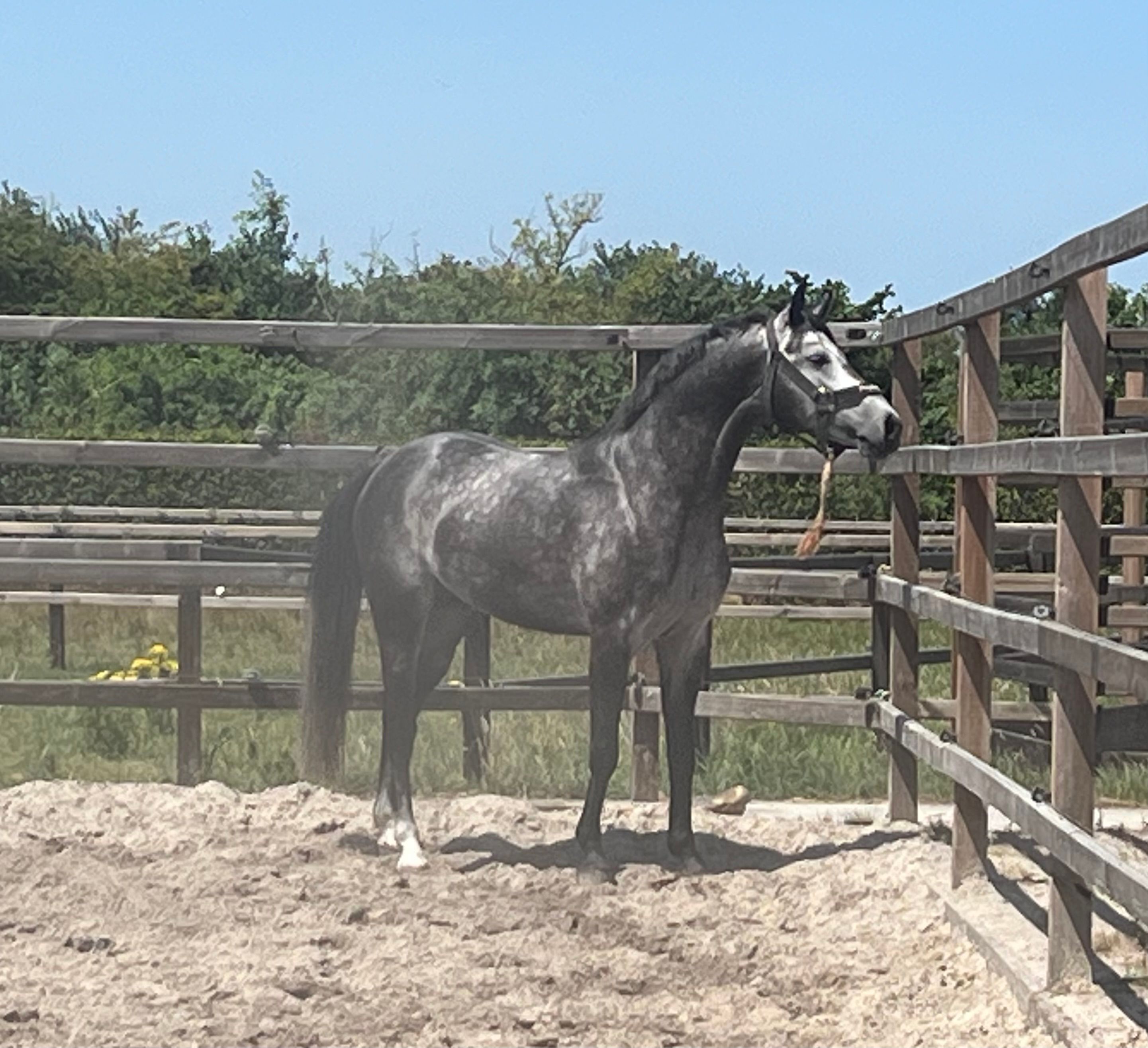 anglo-europees dressuurpaard hengst 4 years old schimmel for sale - Photo 2