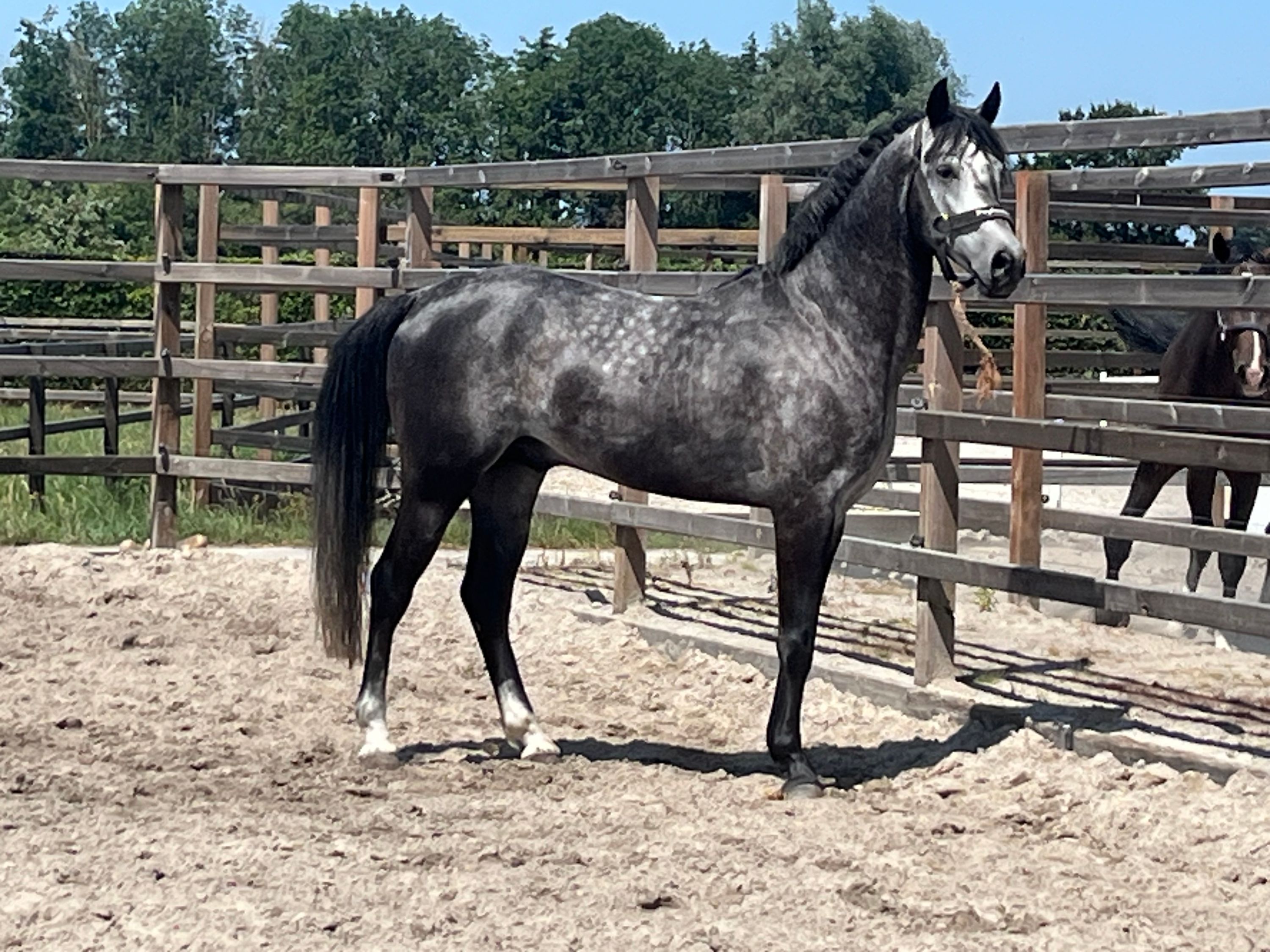 anglo-europees dressuurpaard hengst 4 years old schimmel for sale - Photo 3