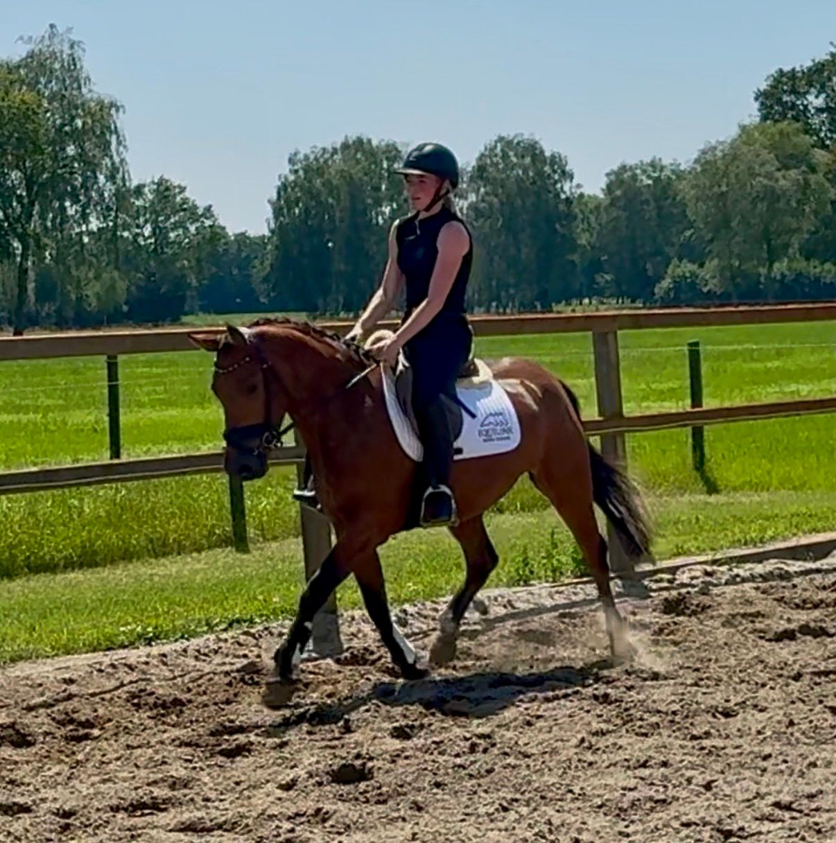 new-forest recreatie-pony merrie 3 ani donkerbruin de vânzare - Foto 5