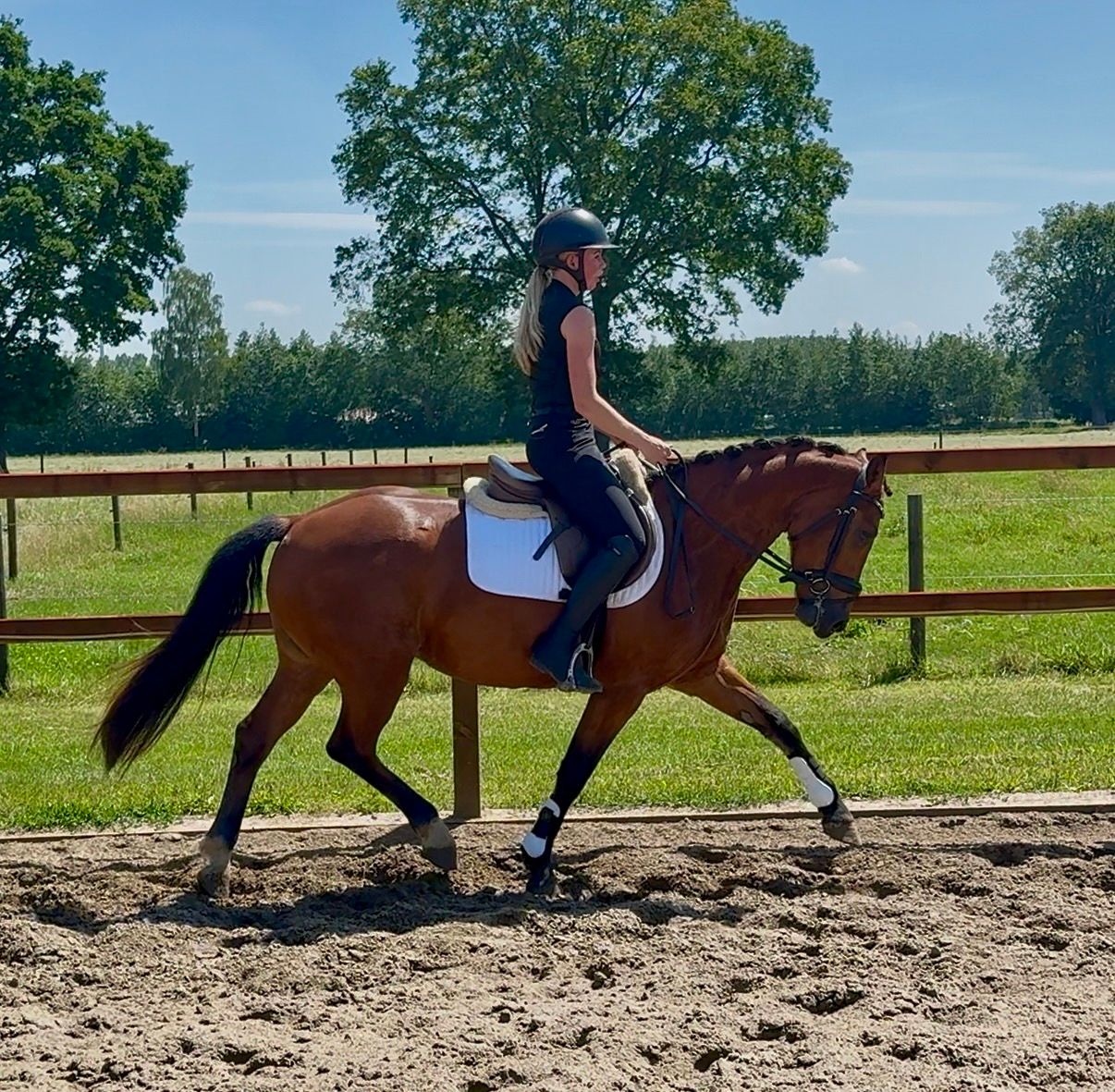 new-forest recreatie-pony merrie 3 ani donkerbruin de vânzare - Foto 3